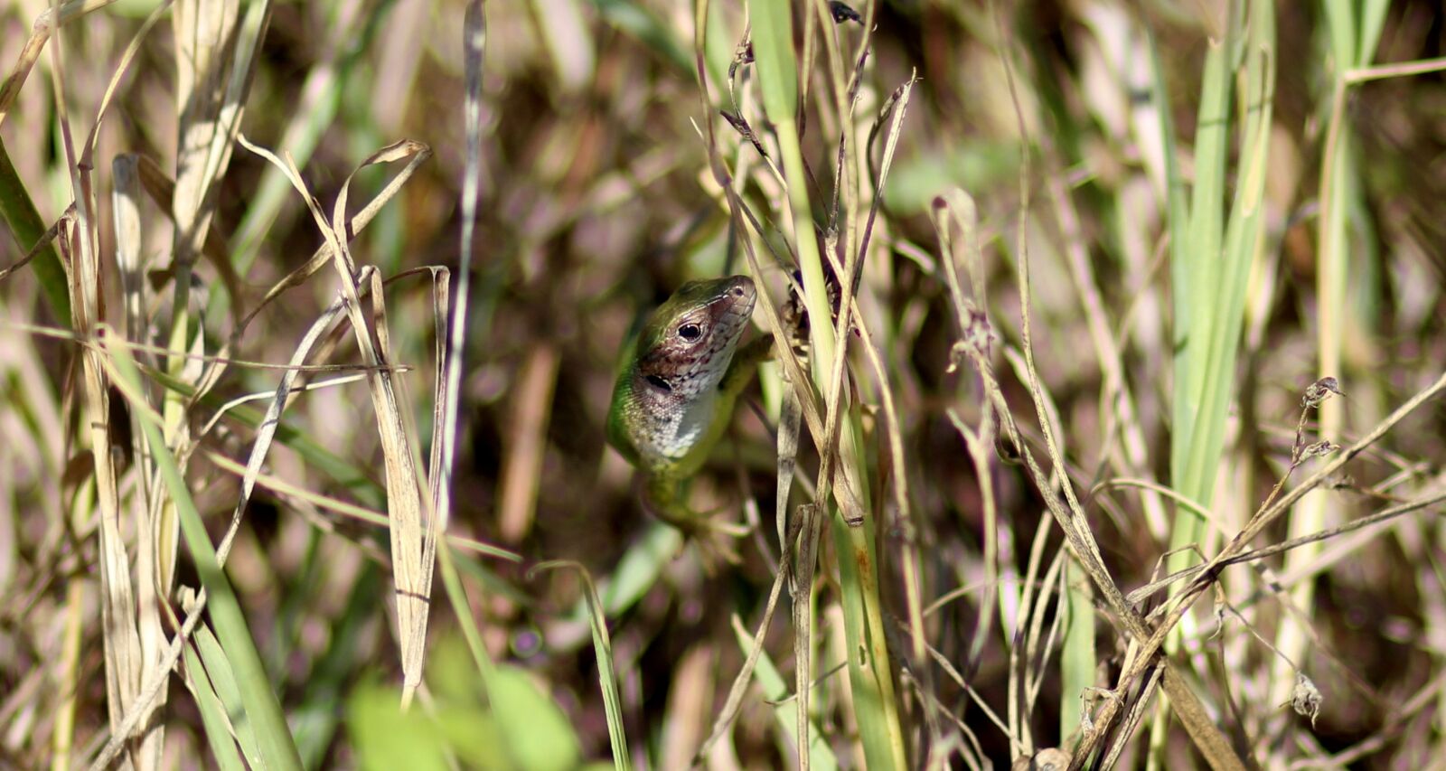 Canon EOS 700D (EOS Rebel T5i / EOS Kiss X7i) + Canon EF 85mm F1.8 USM sample photo. The lizard, reptile, camouflage photography
