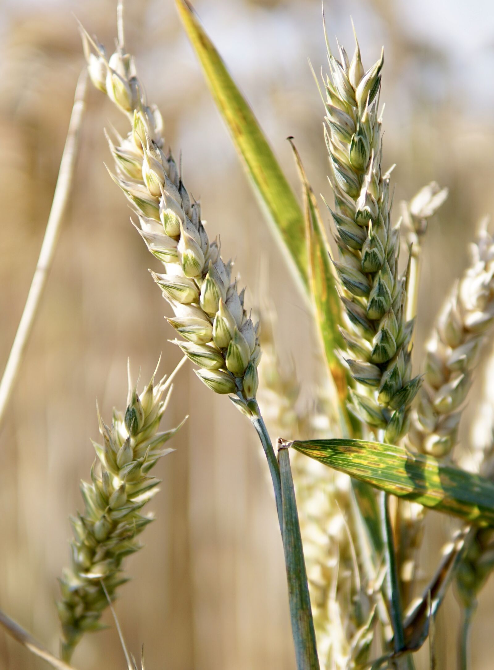 Sony a6000 + 30mm F1.4 DC DN | Contemporary 016 sample photo. Wheat, close up, cereals photography