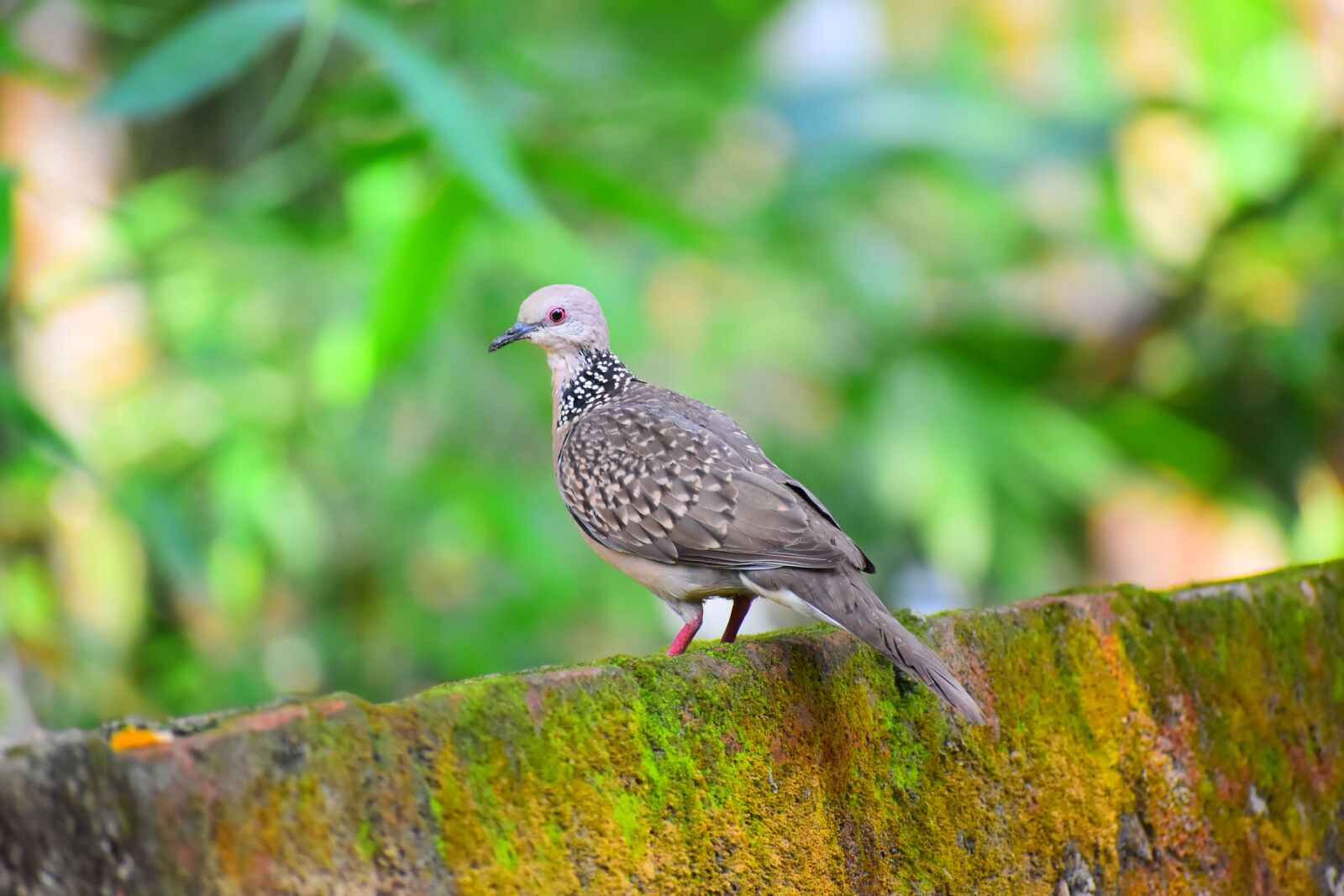 Nikon D5600 sample photo. Nature, bird, wildlife photography