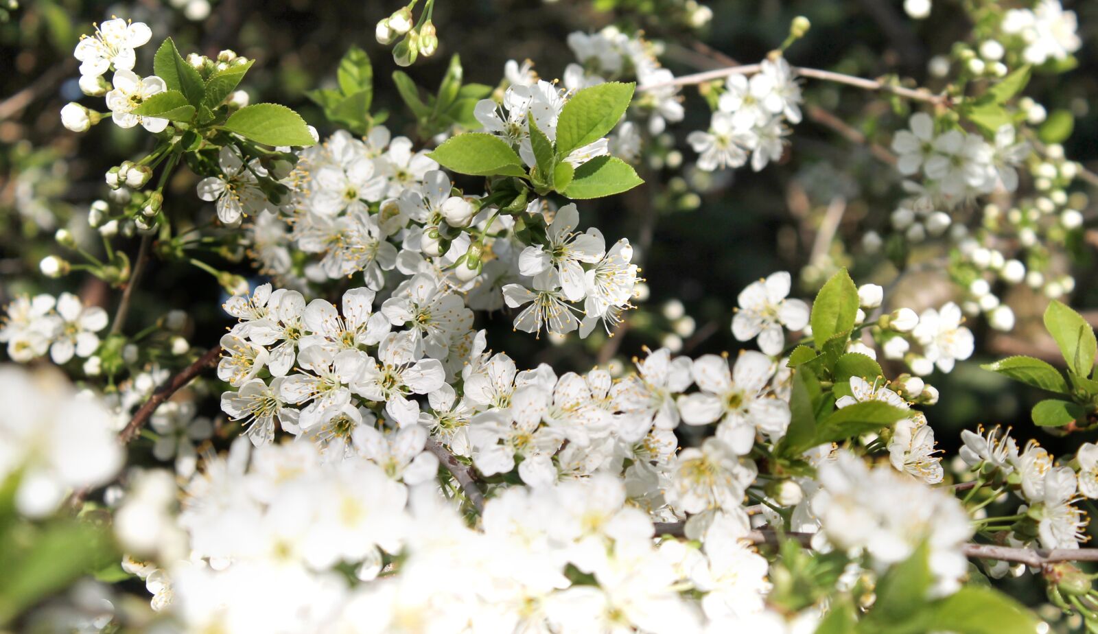 Canon EOS 1100D (EOS Rebel T3 / EOS Kiss X50) sample photo. Flower, flora, nature photography