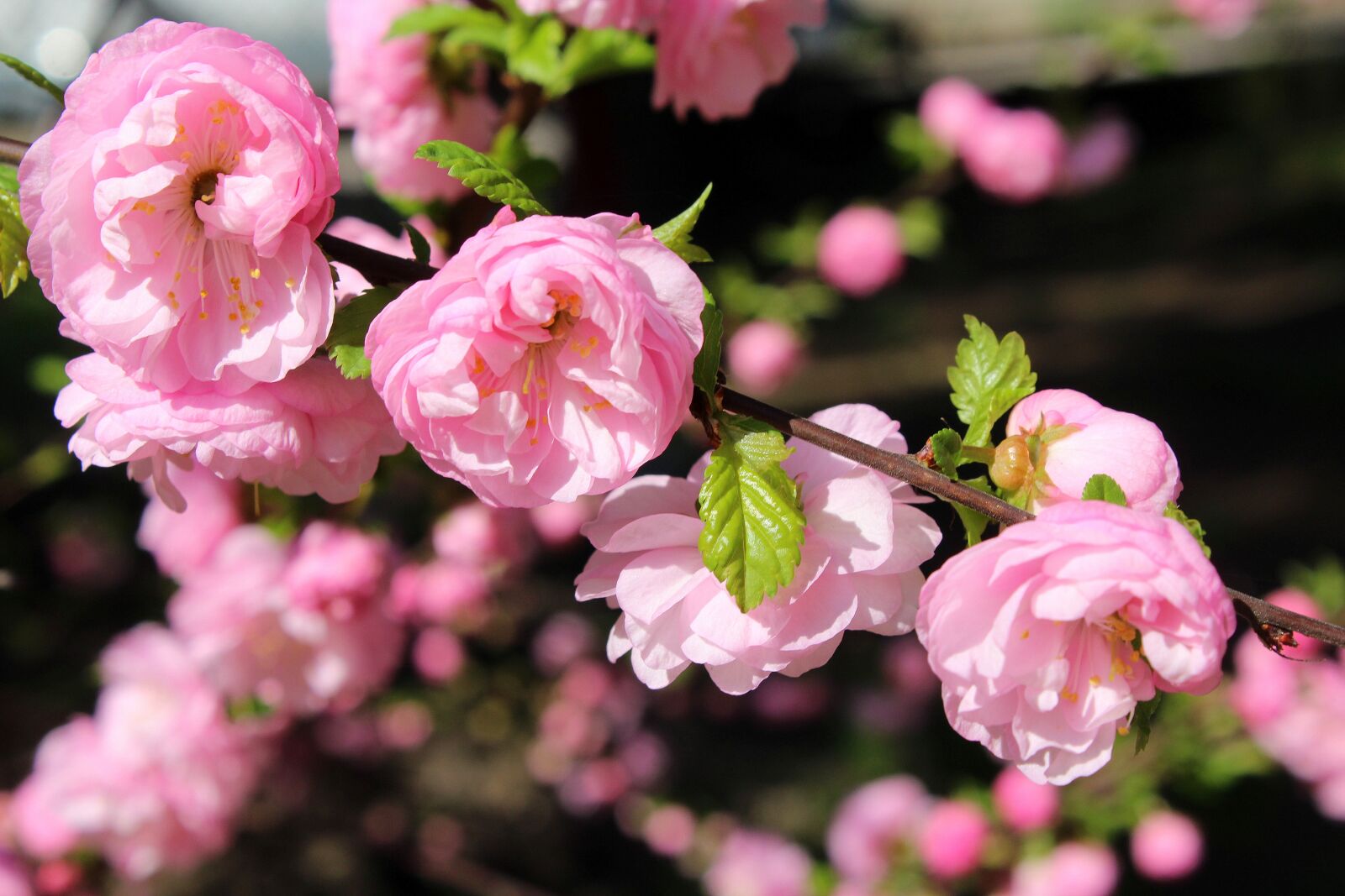 Canon EOS 1200D (EOS Rebel T5 / EOS Kiss X70 / EOS Hi) sample photo. Almond, bush, pink flowers photography