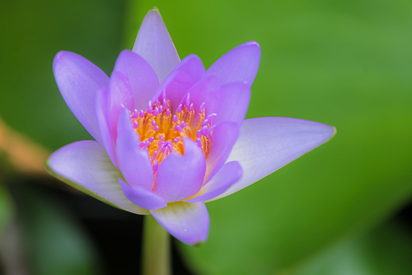 Canon EF-S 55-250mm F4-5.6 IS sample photo. Aquatic, background, beautiful photography