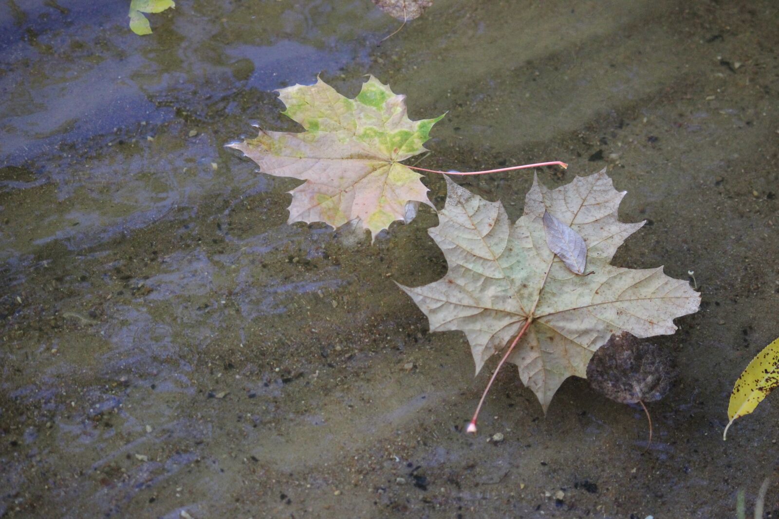 Canon EOS 600D (Rebel EOS T3i / EOS Kiss X5) + Canon EF-S 55-250mm F4-5.6 IS II sample photo. Leaves, maple, water photography
