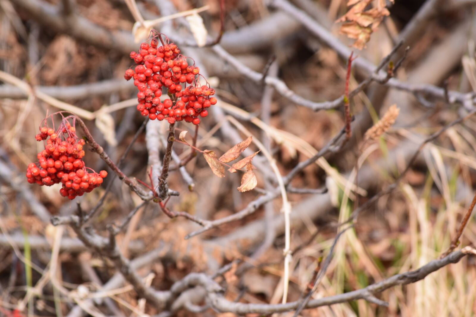 Nikon D3300 sample photo. Wild plants, red, berries photography