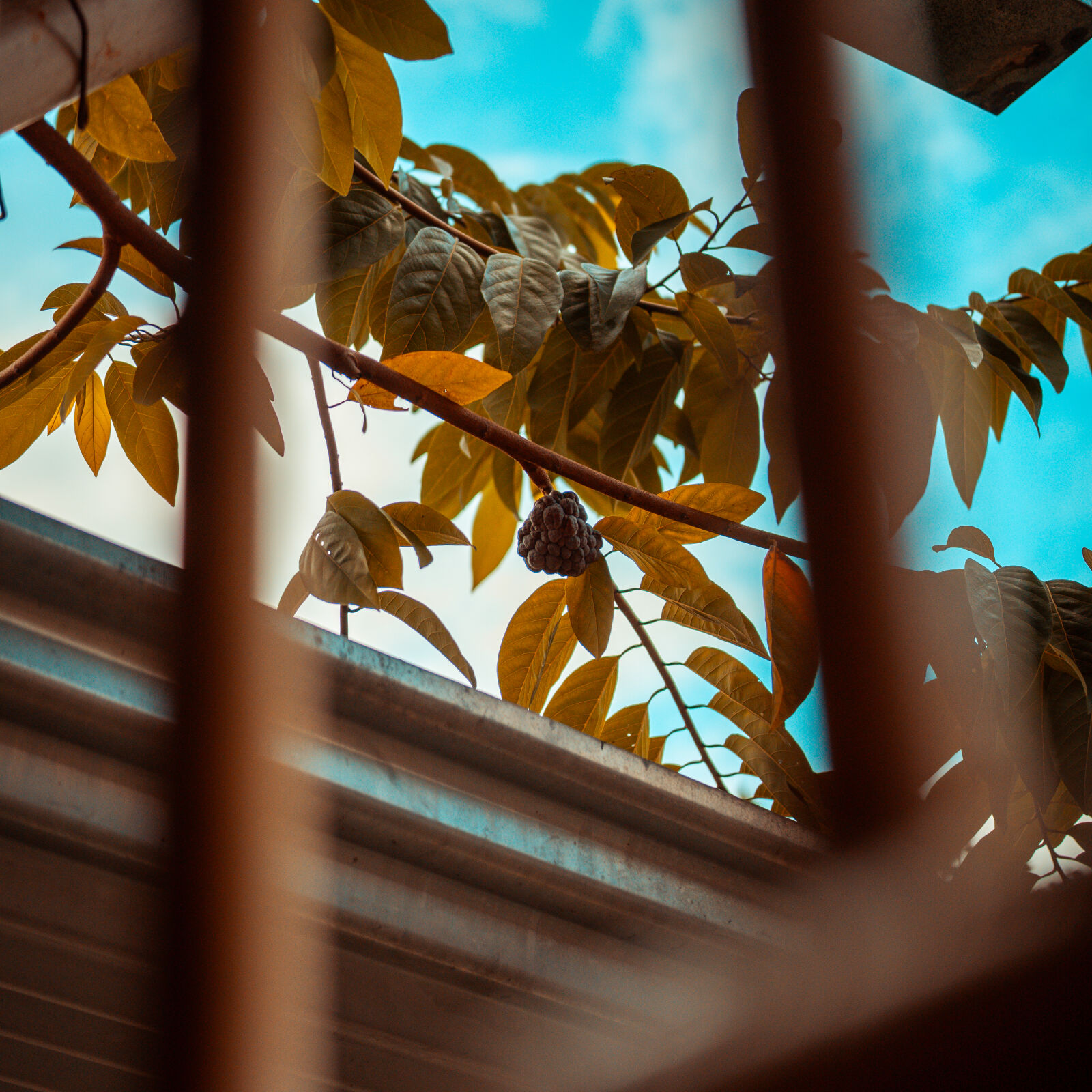 Sony ZV-E10 sample photo