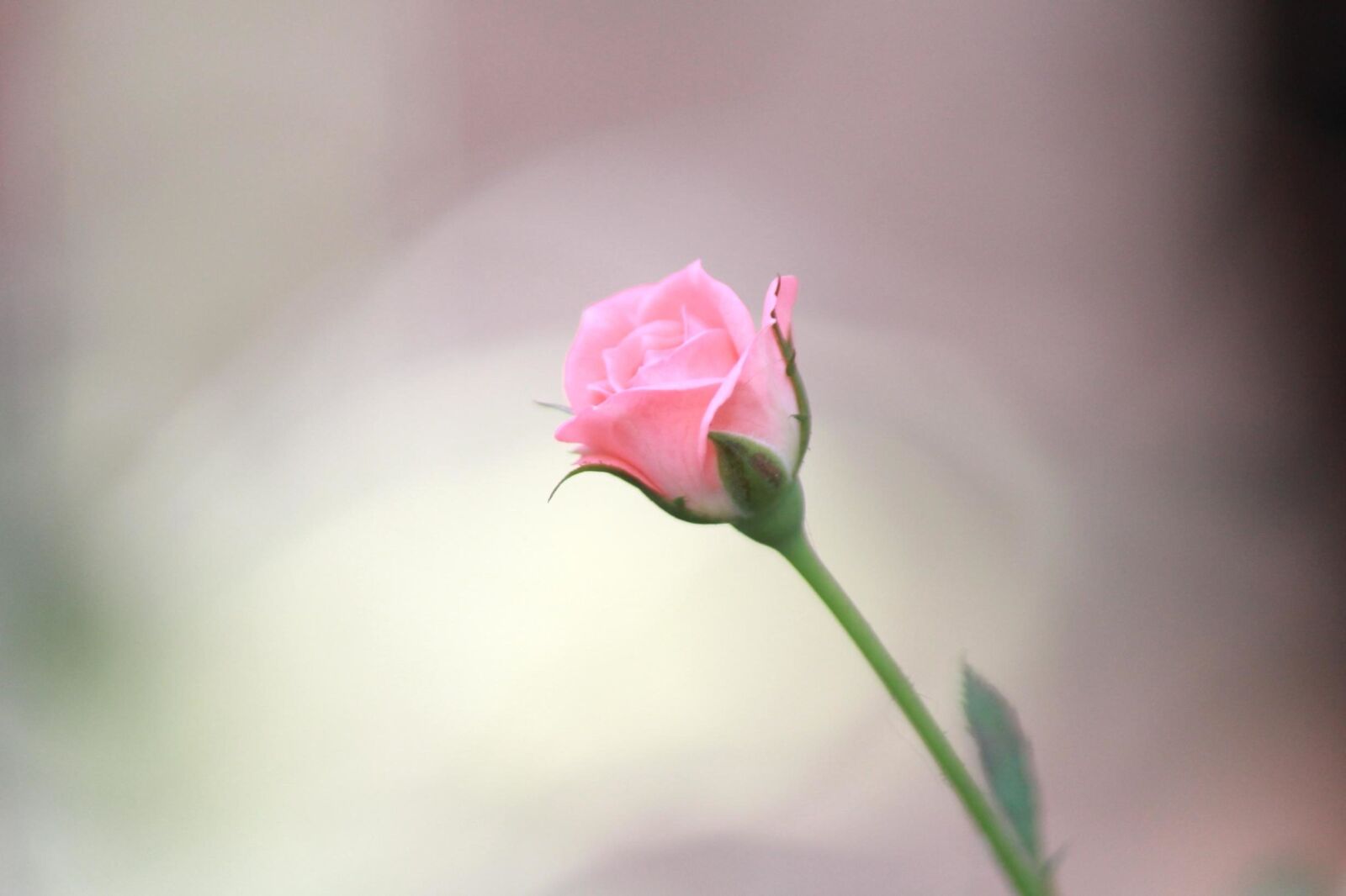 Canon EOS 600D (Rebel EOS T3i / EOS Kiss X5) sample photo. Beautiful, rose, flower bud photography