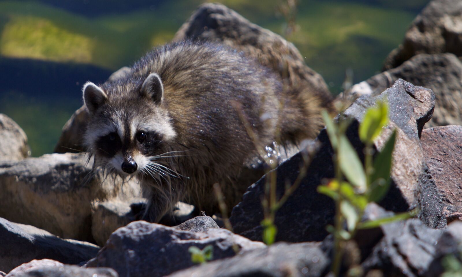 Canon EOS 50D sample photo. Raccoon, wildlife, cute photography