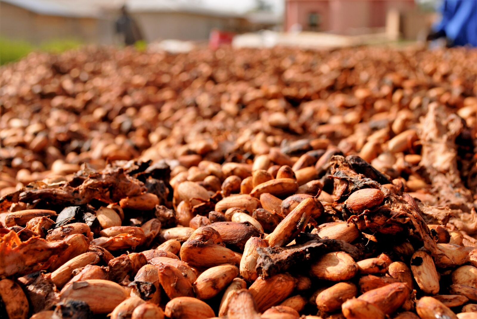 Nikon D200 sample photo. Cocoa beans, drying, ghana photography