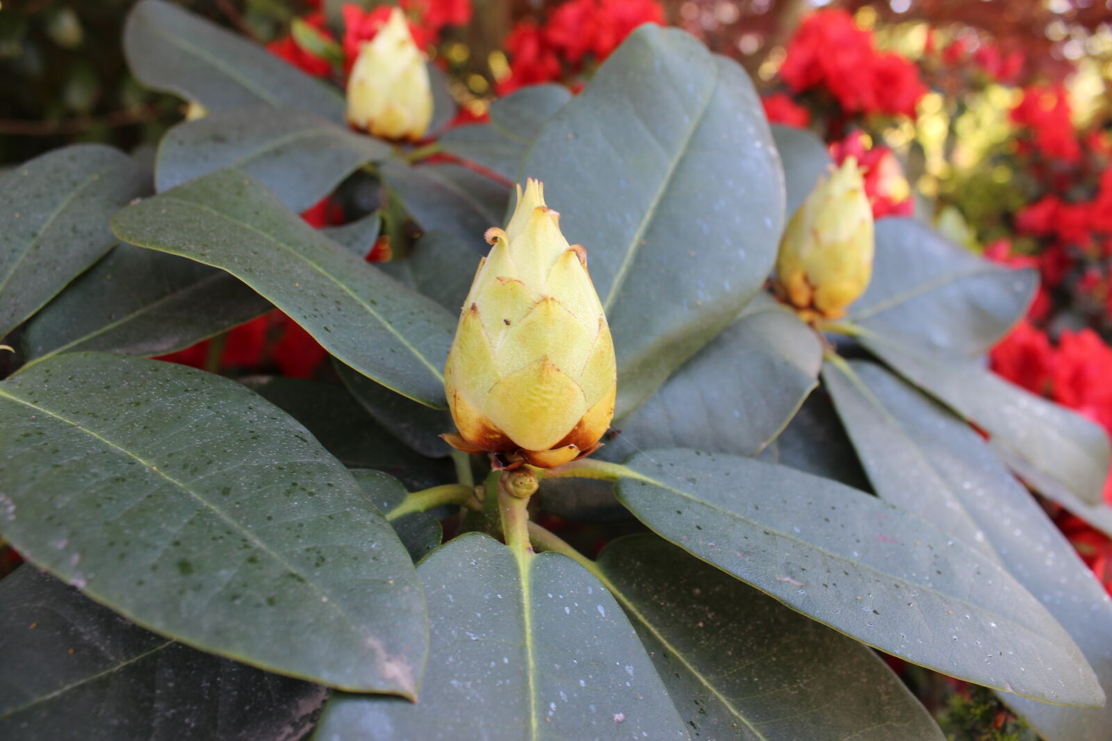 Canon EOS 600D (Rebel EOS T3i / EOS Kiss X5) sample photo. Flower, flowers, france, garden photography