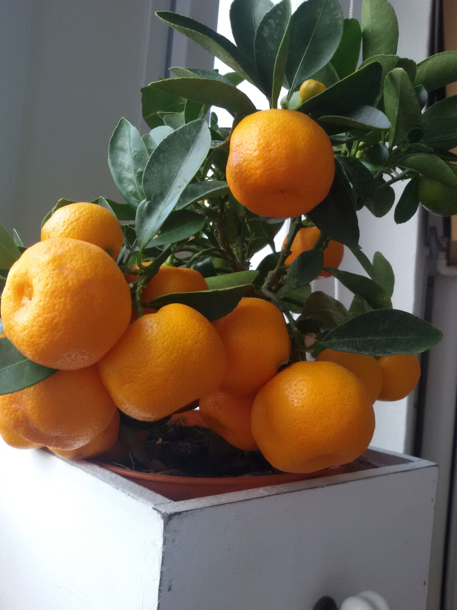 Samsung Galaxy S3 Neo sample photo. Orange tree, oranges, citrus photography