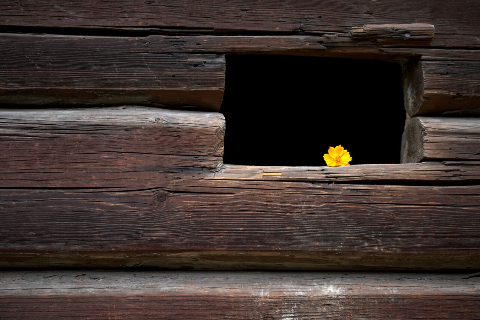 Canon EF-S 60mm F2.8 Macro USM sample photo. Flower, yellow, window photography
