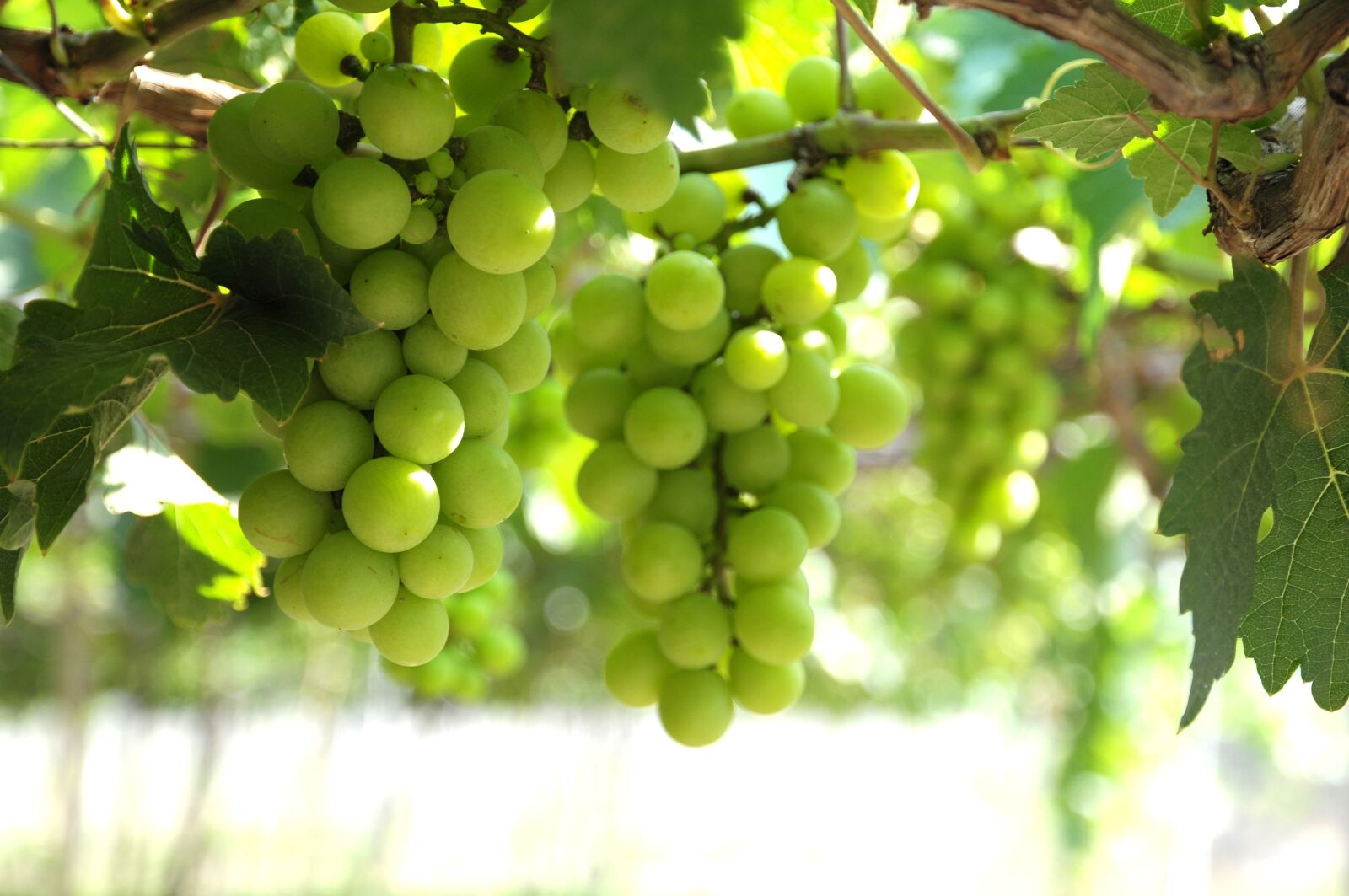 Nikon D300 sample photo. Grapes, vineyard, ninh thuan photography