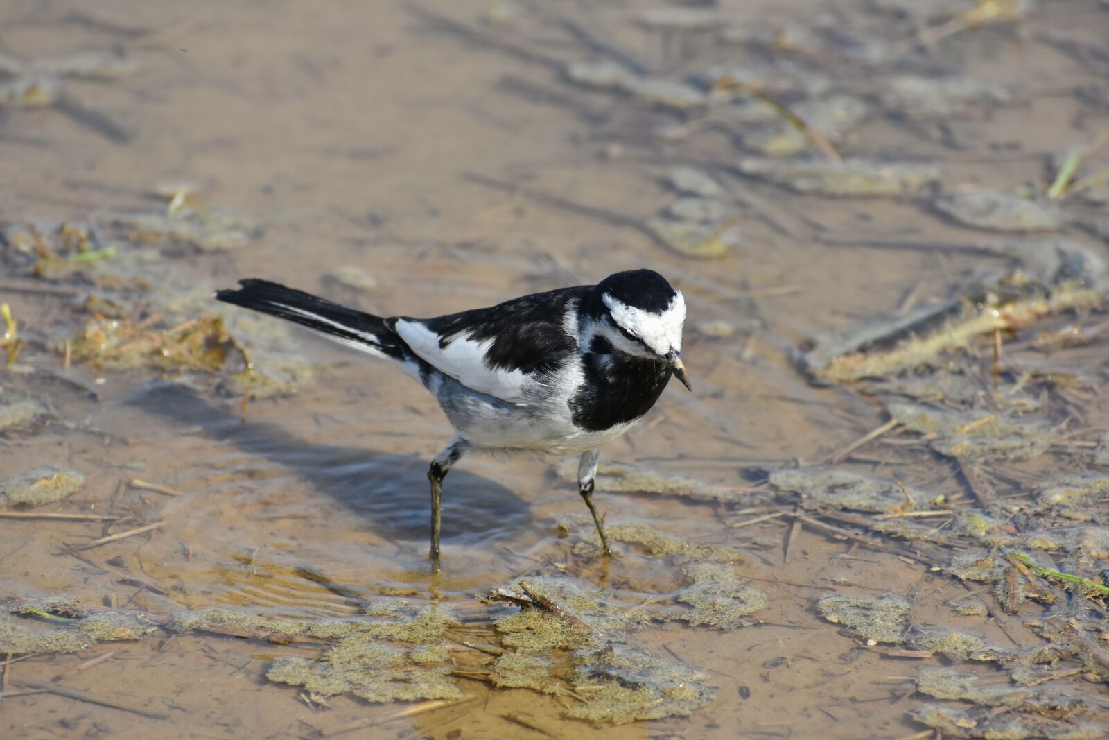 Nikon D7200 sample photo. Animal, paddy field, waterside photography