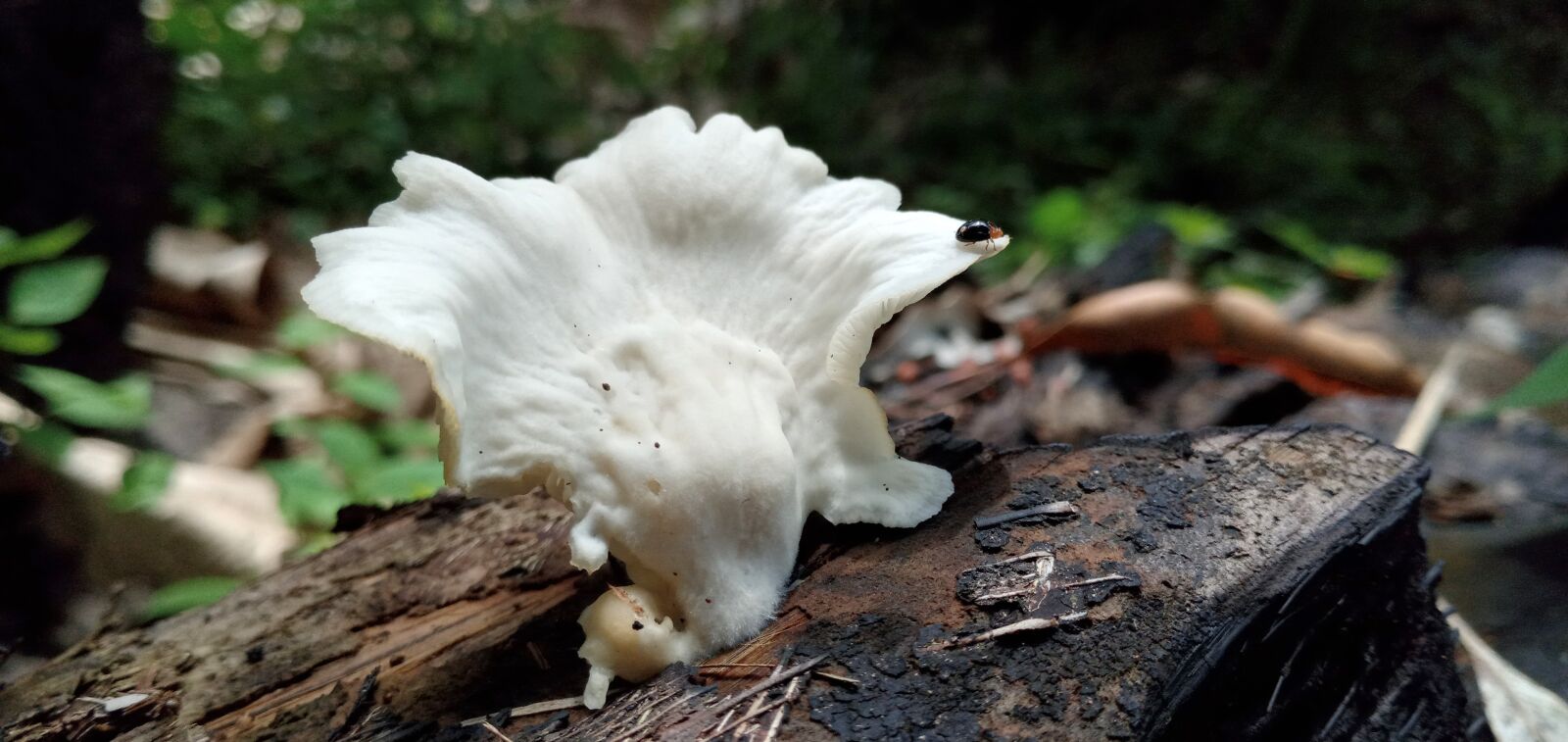 Samsung SM-A107F sample photo. Mushroom, insects, nature photography