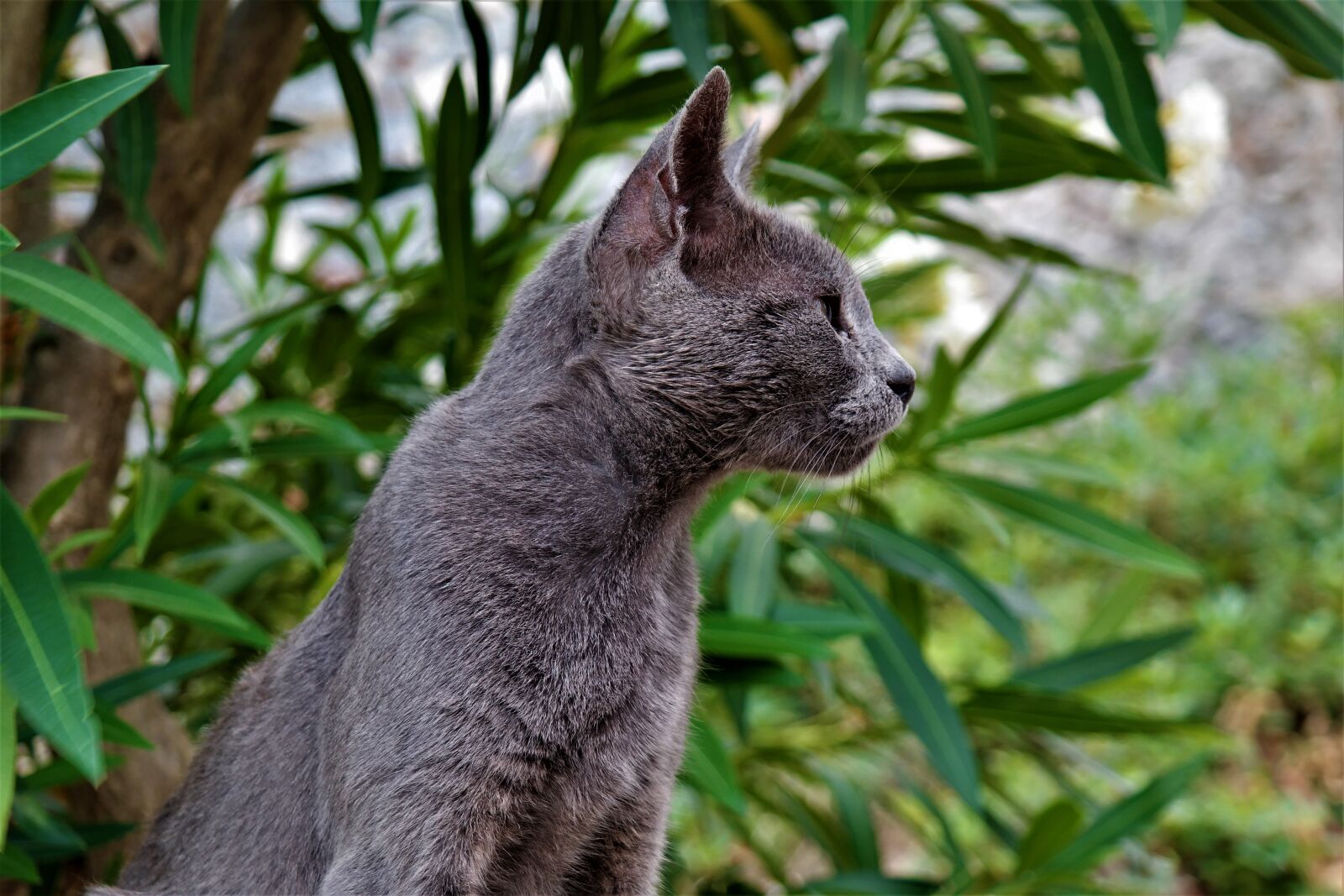 Samsung NX30 + NX 18-55mm F3.5-5.6 sample photo. Cat, animal, portrait photography