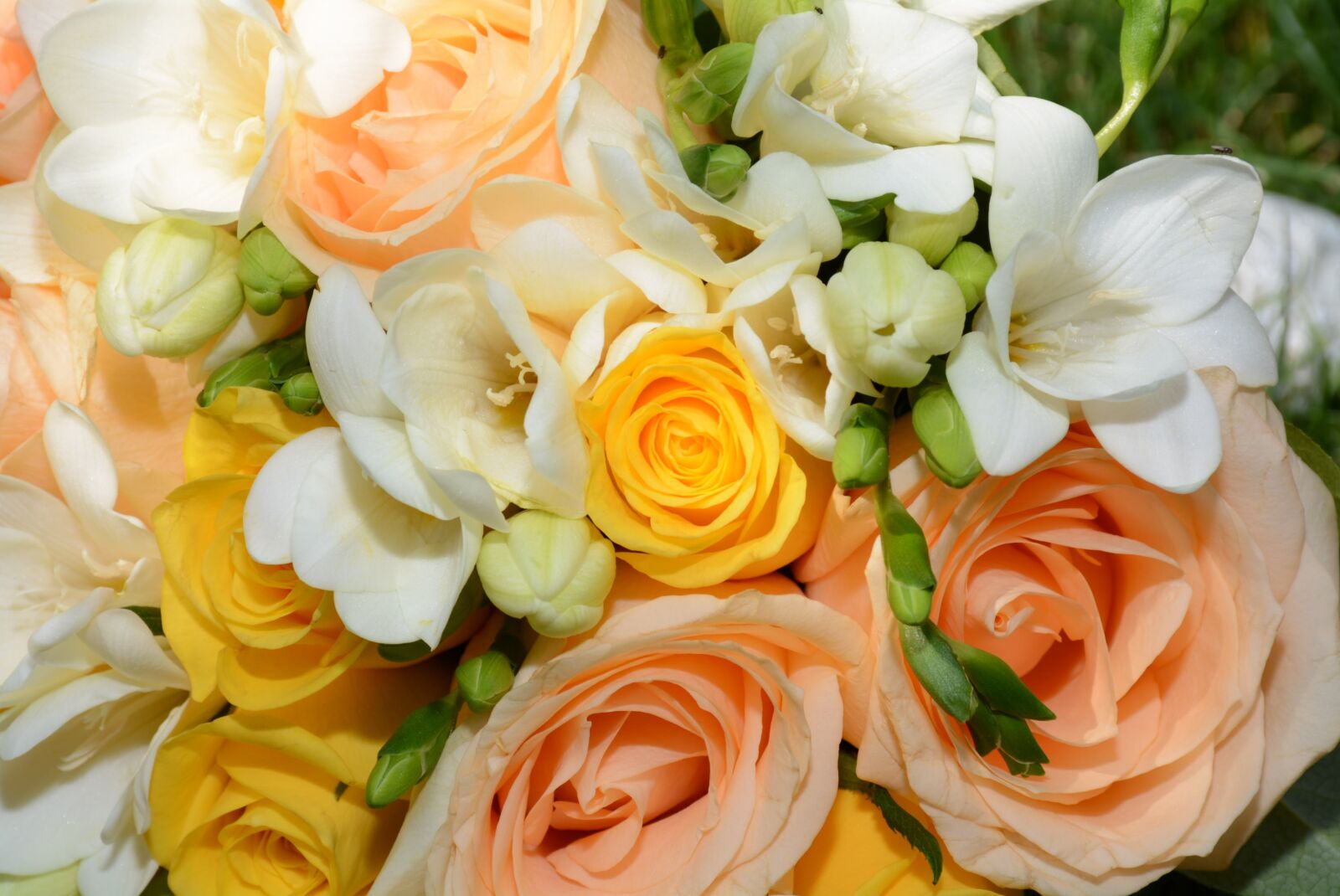 Nikon D7100 sample photo. Roses, flowers, bloom photography