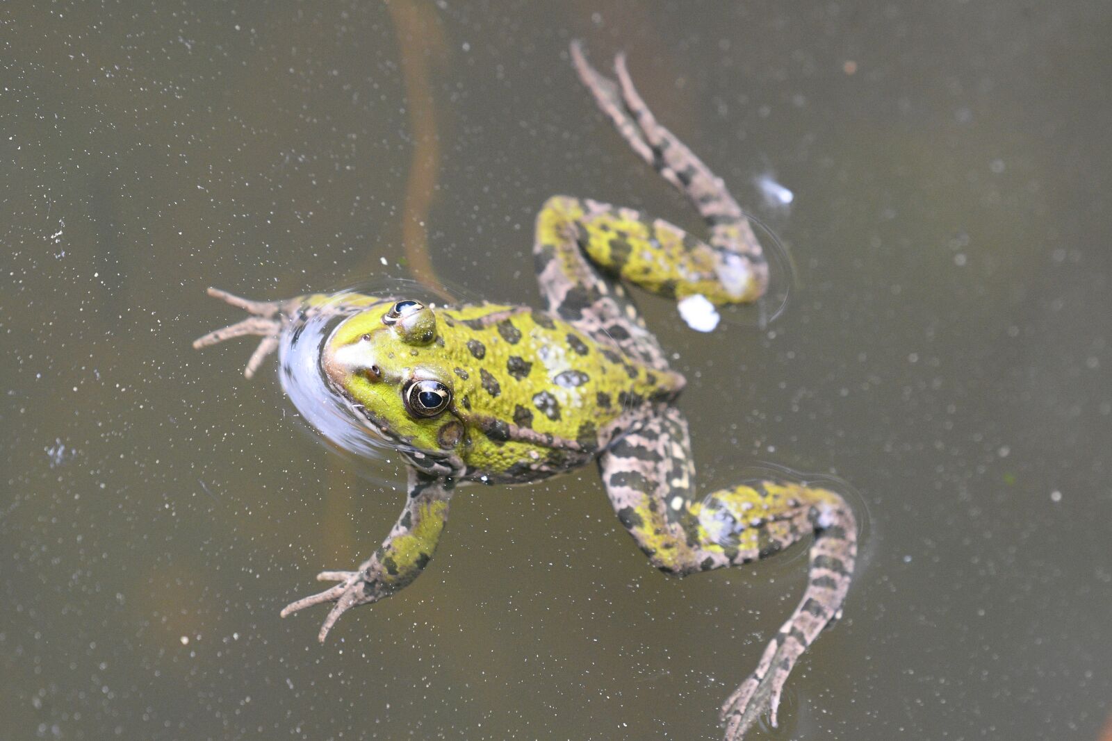 Nikon D500 sample photo. Frog, swim, nature photography