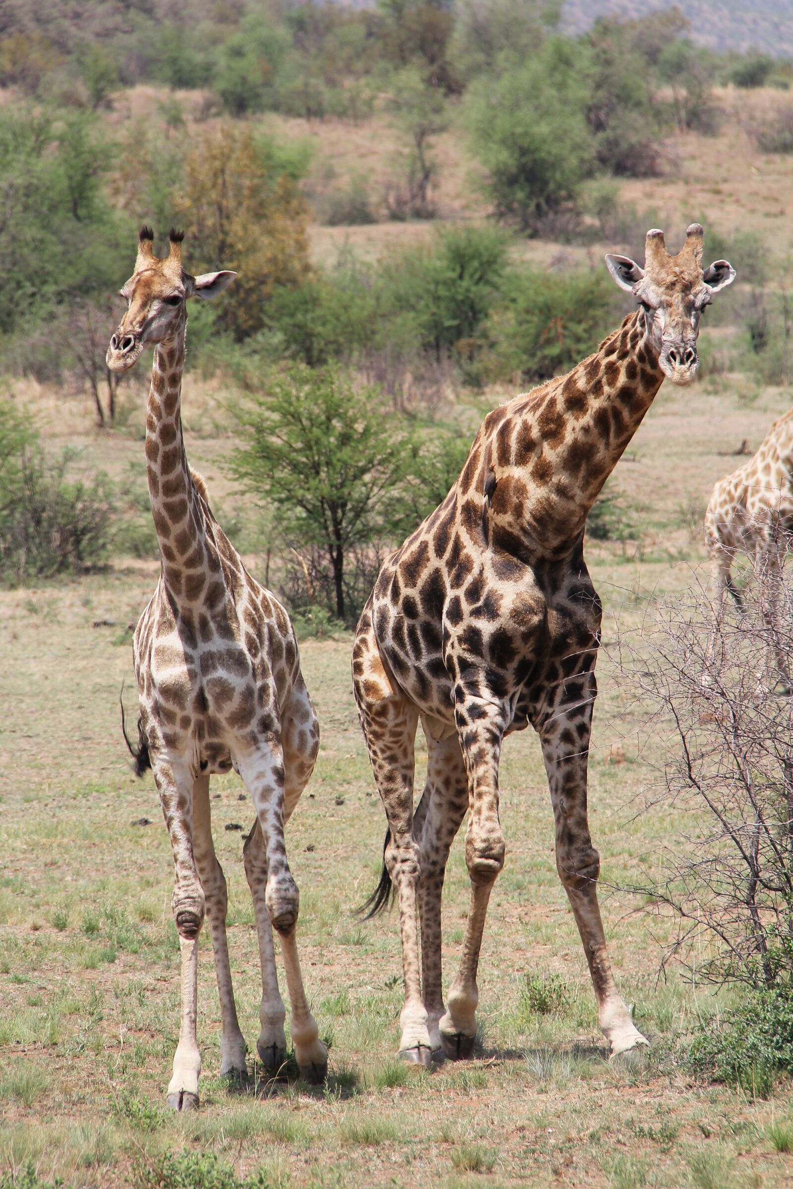 Canon EF-S 18-200mm F3.5-5.6 IS sample photo. Giraffe, exciting, adventure photography