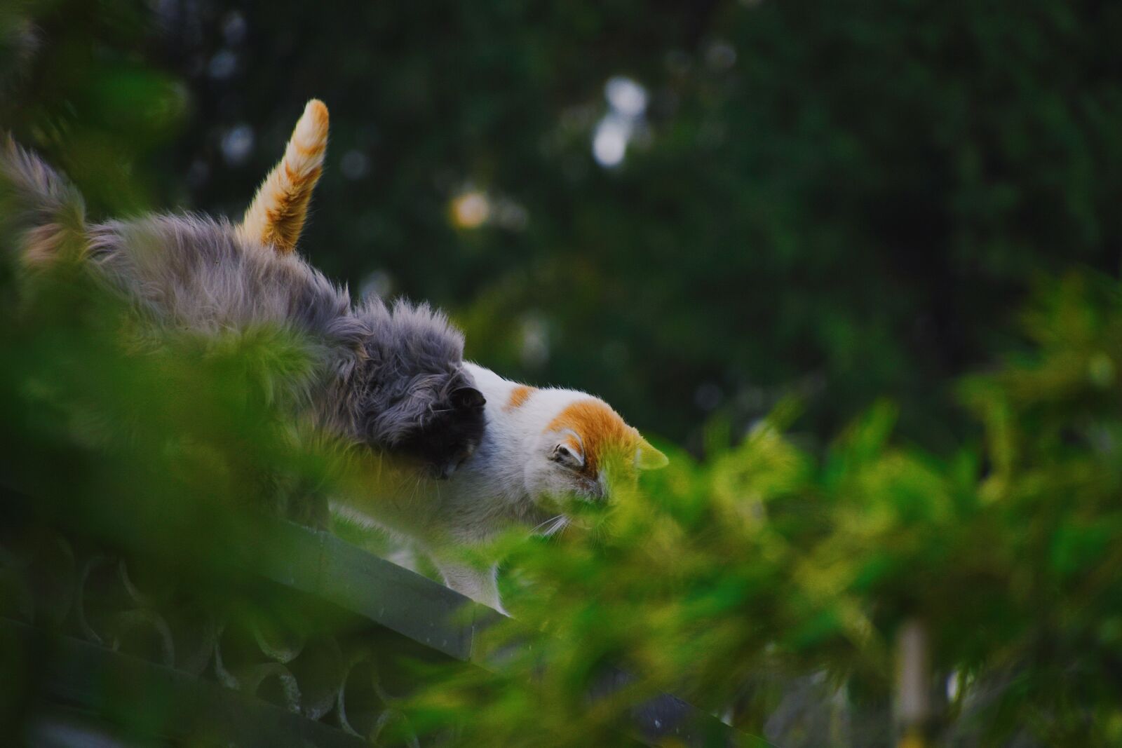Nikon D7200 sample photo. Animal, cat, kitten photography