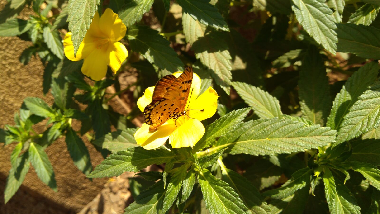 Lenovo K6 NOTE sample photo. Artificial, flowers, butterflies, butterfly photography