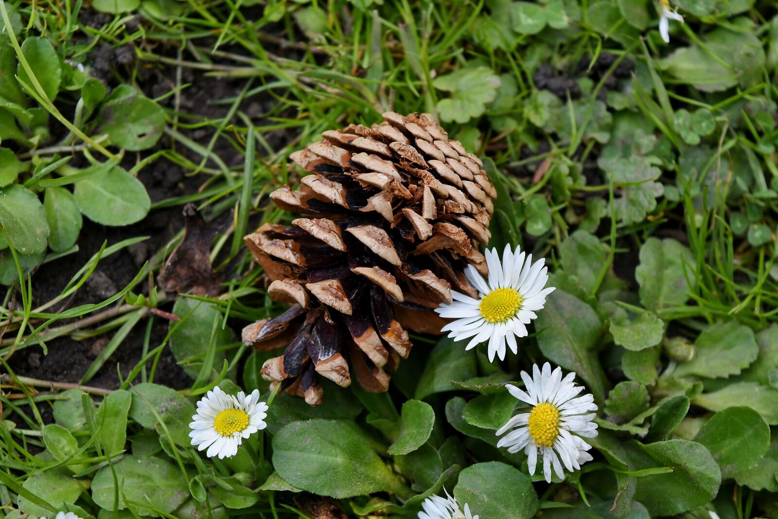 Nikon D5500 sample photo. Daisies, green grass, meadow photography