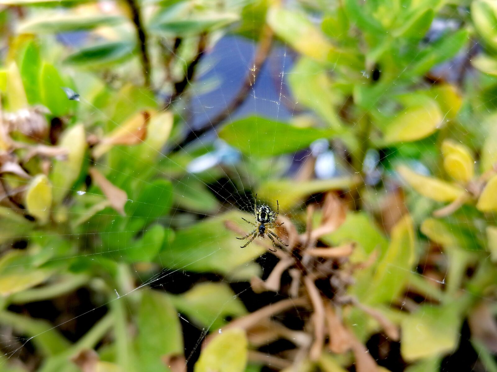 HUAWEI P30 LITE sample photo. Spider, web, spin photography