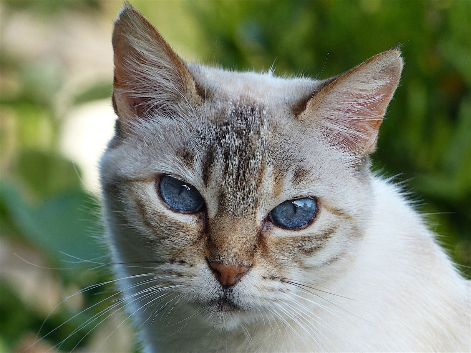 Panasonic Lumix DMC-FZ200 sample photo. Cat, head, look photography