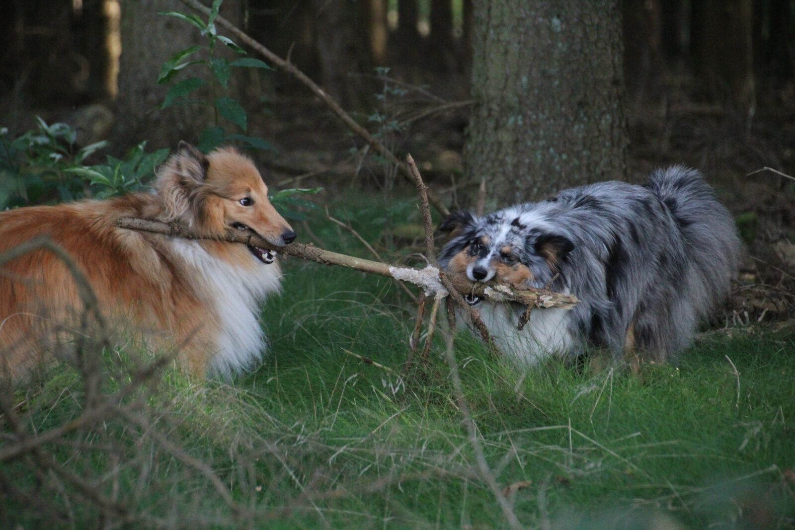 Canon EOS 600D (Rebel EOS T3i / EOS Kiss X5) sample photo. Shelties, dogs, shetland sheep photography