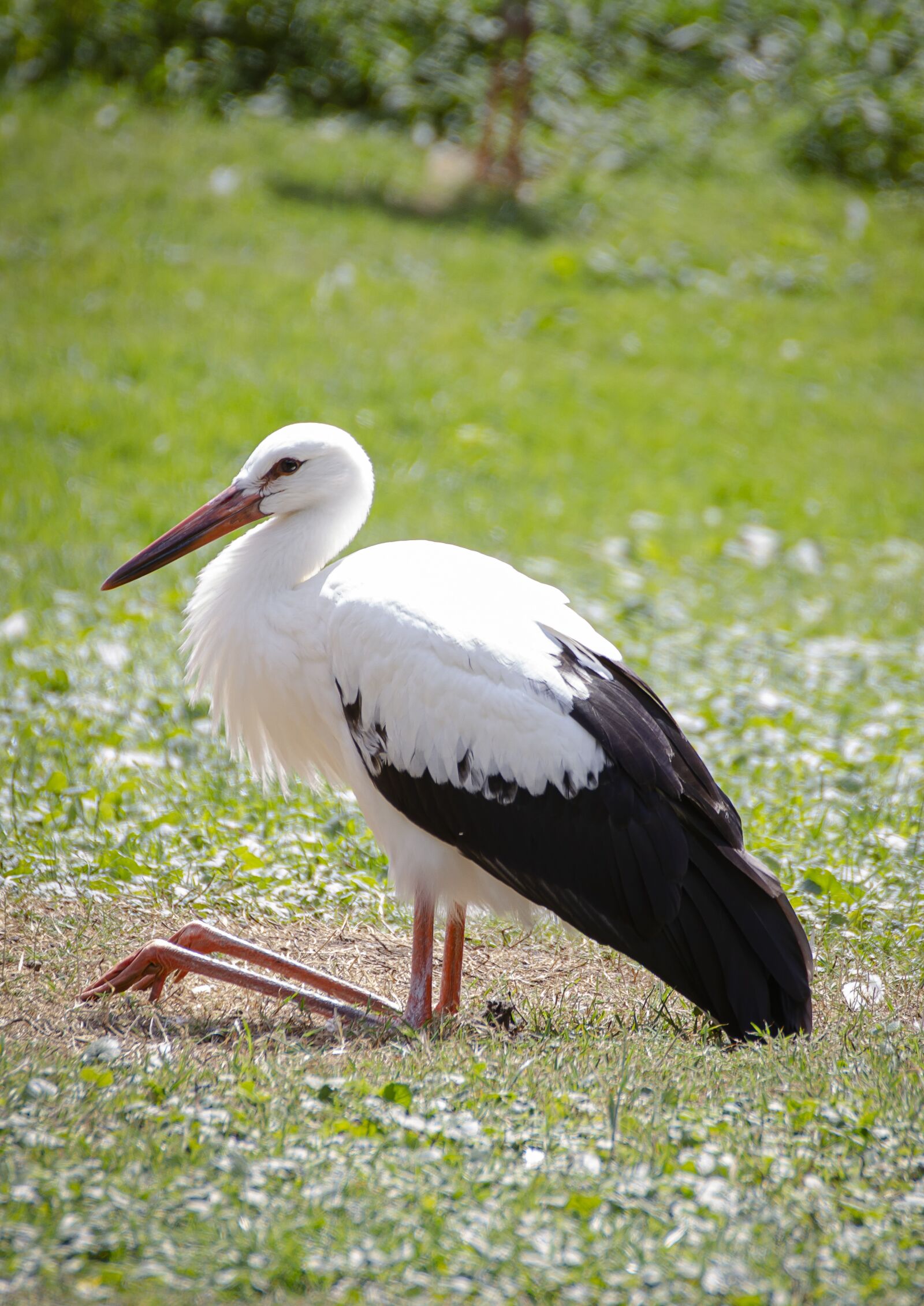 Canon EOS 7D sample photo. Stork, bird, nature photography