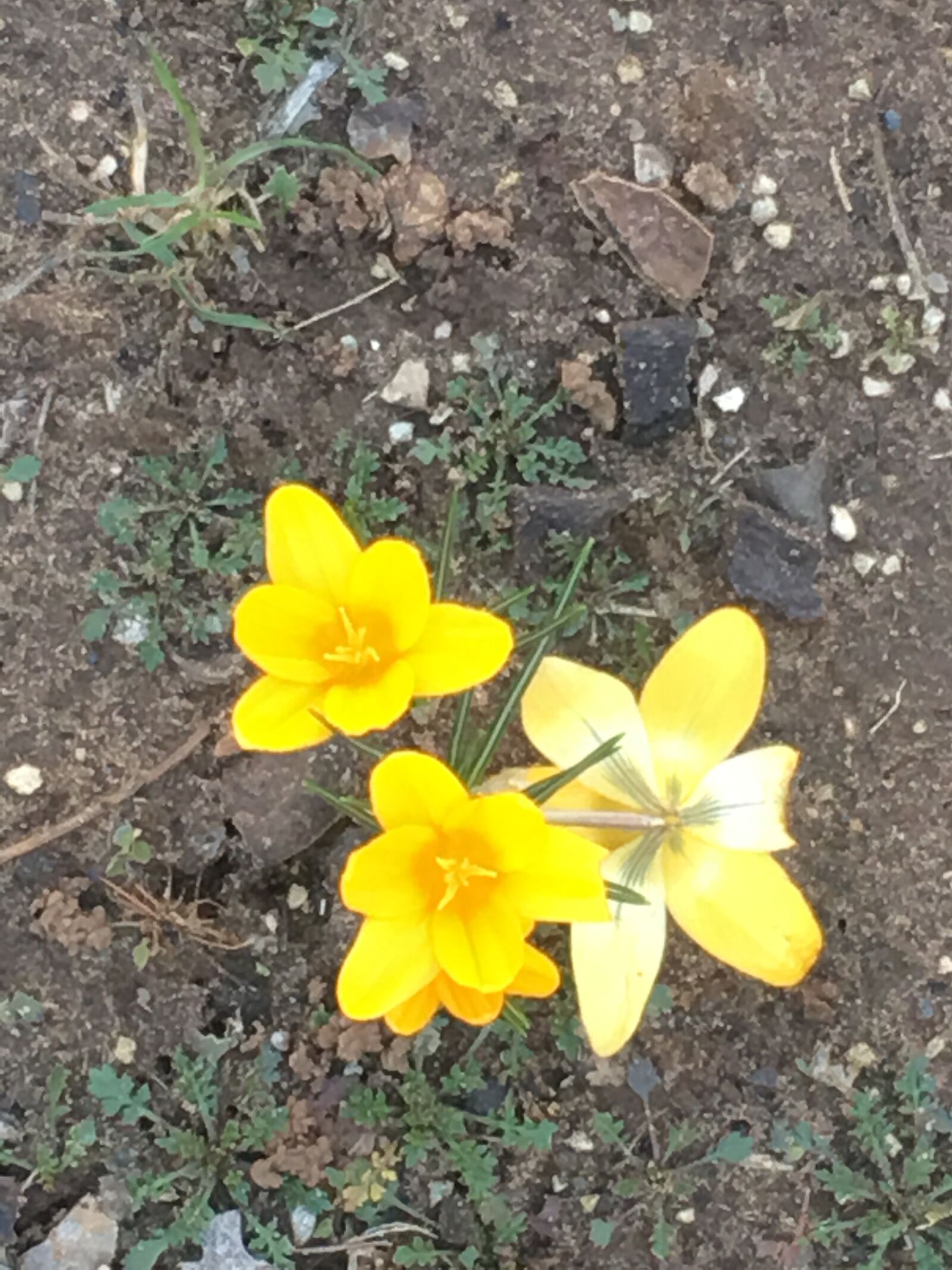 iPhone 6s Plus back camera 4.15mm f/2.2 sample photo. Pretty, yellow, flowers photography