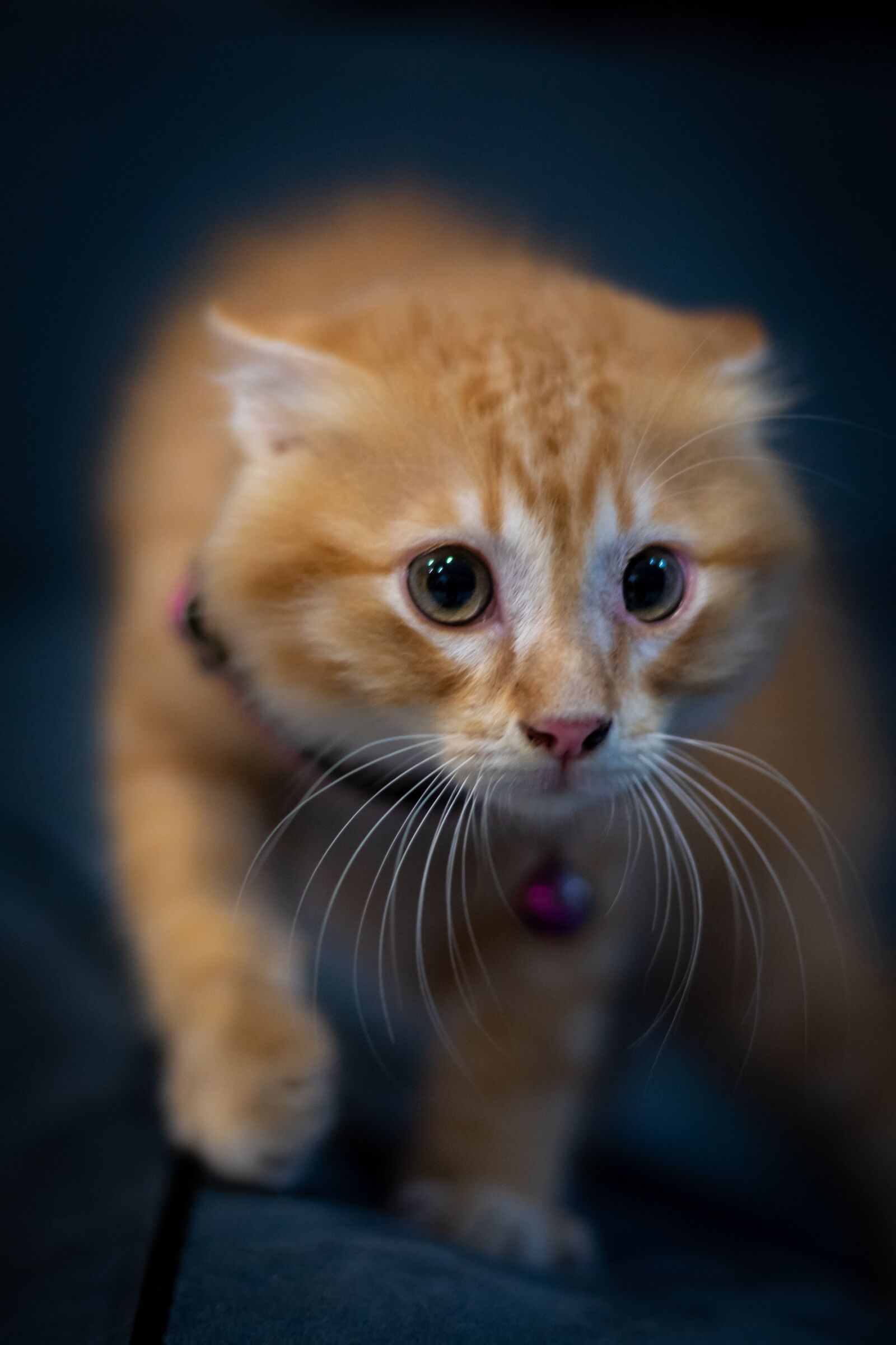 Nikon D500 sample photo. Cat, feline, animal photography