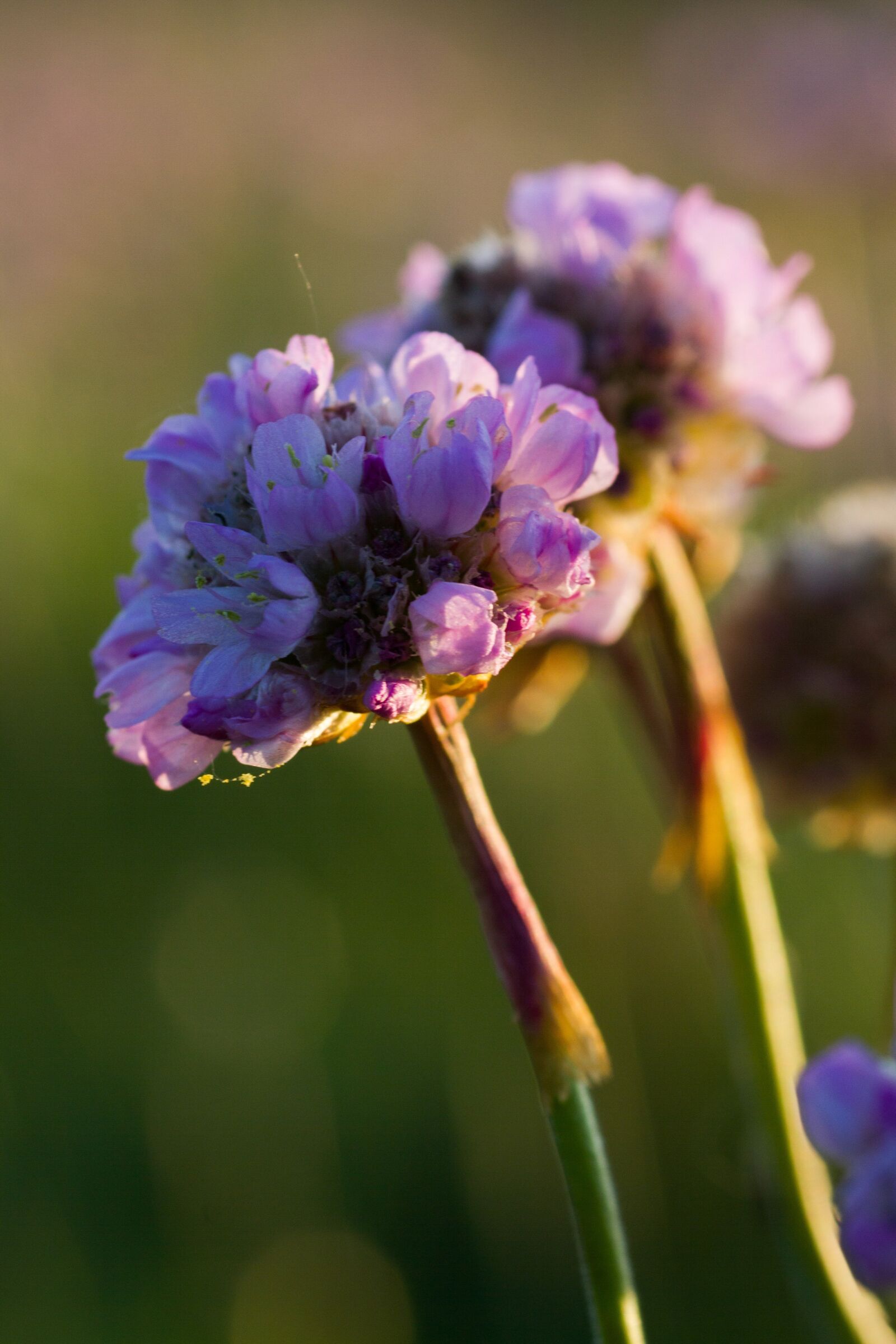 Canon EOS 7D sample photo. Nature, sea, grass elke photography