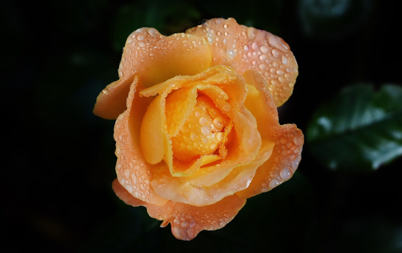 Nikon D7200 sample photo. Rose, orange, color photography