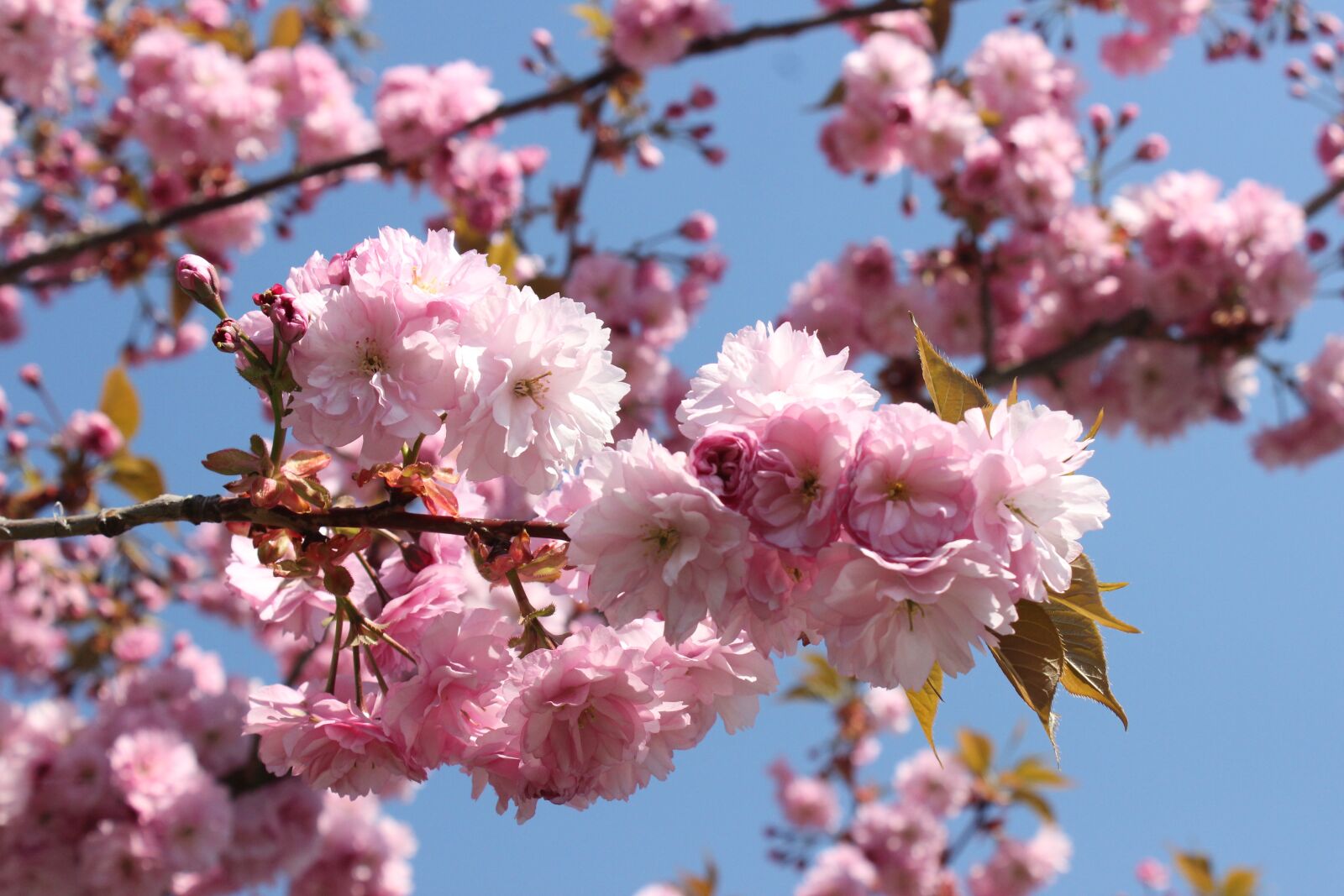 Canon EOS 600D (Rebel EOS T3i / EOS Kiss X5) sample photo. Nature, cherry blossoms, blossom photography