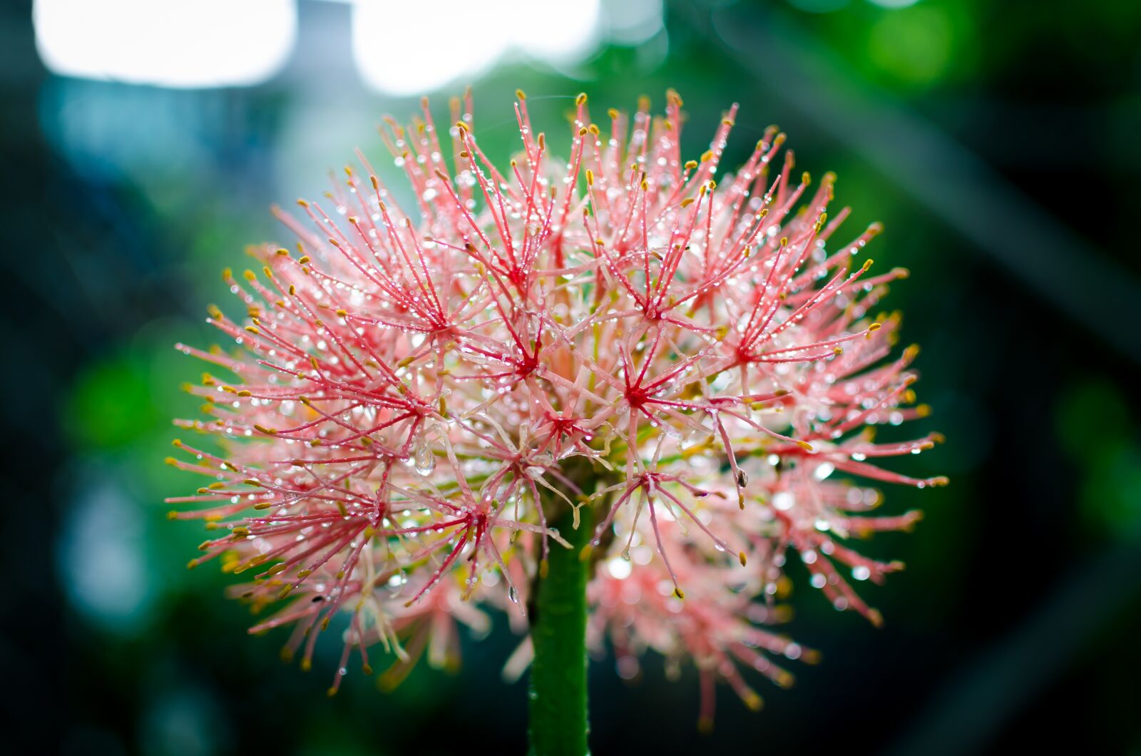 Nikon D5100 sample photo. Beautiful flowers, flower close-up photography