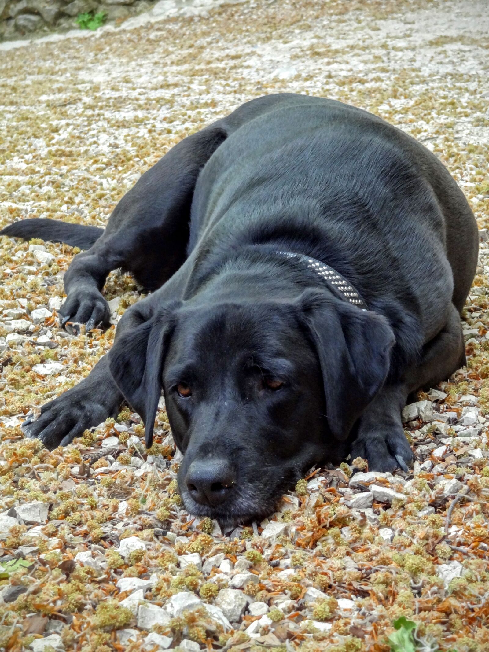 Sony Cyber-shot DSC-HX9V sample photo. Dog, labrador, animal photography