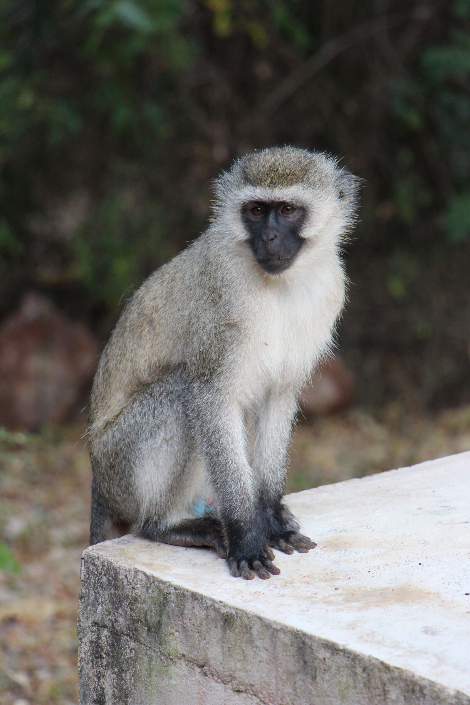 Canon EOS 700D (EOS Rebel T5i / EOS Kiss X7i) sample photo. Monkey, animal, nature photography