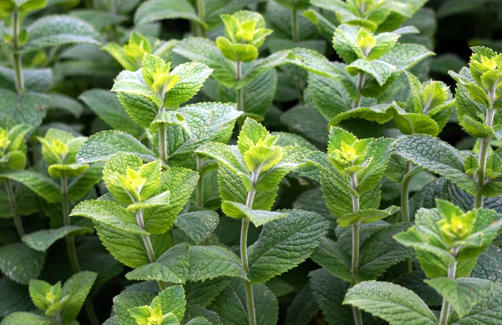Sony Alpha a5000 (ILCE 5000) + Sony E 55-210mm F4.5-6.3 OSS sample photo. Peppermint, green, leaves photography