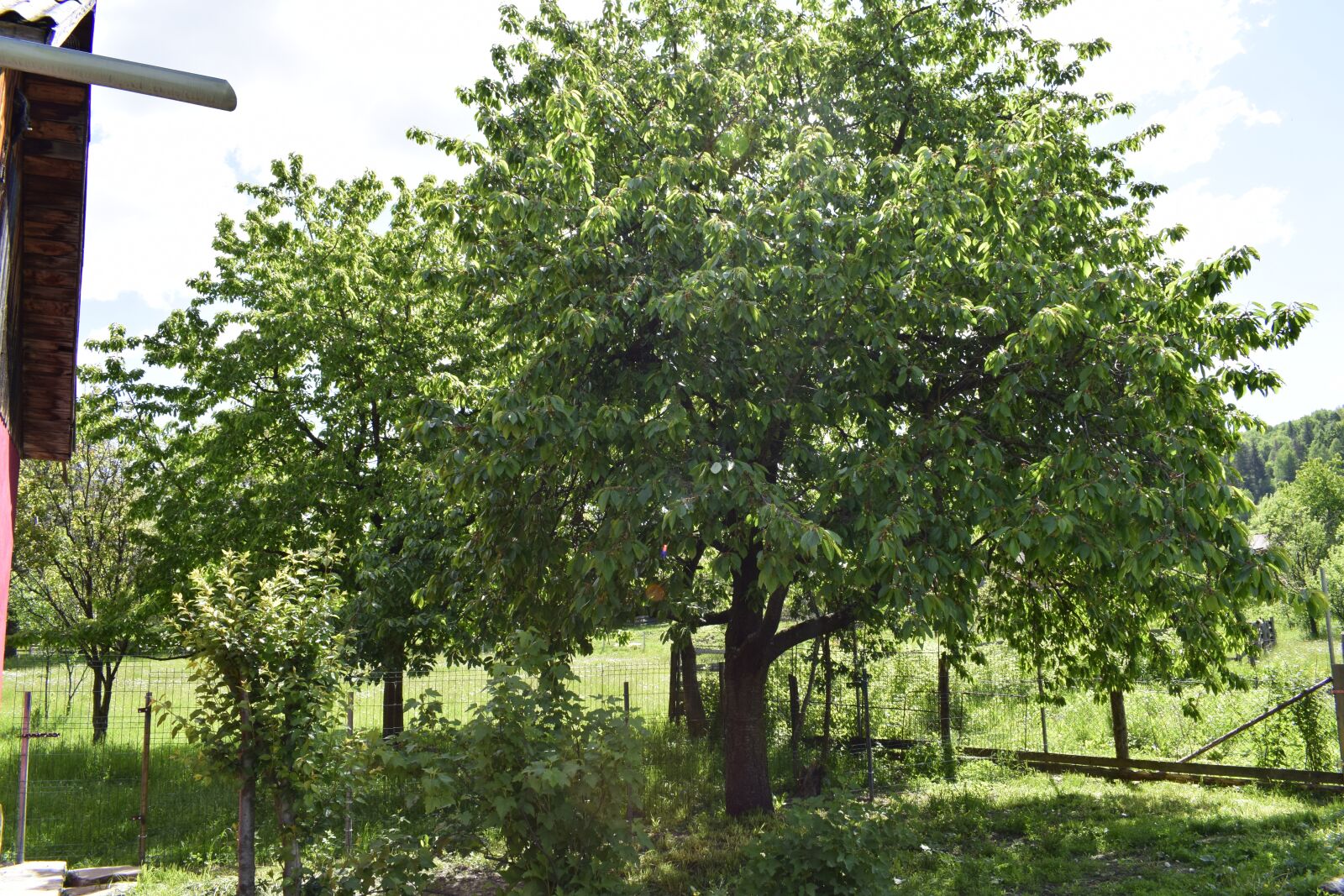 Nikon D3300 sample photo. Landscape, tree, light photography