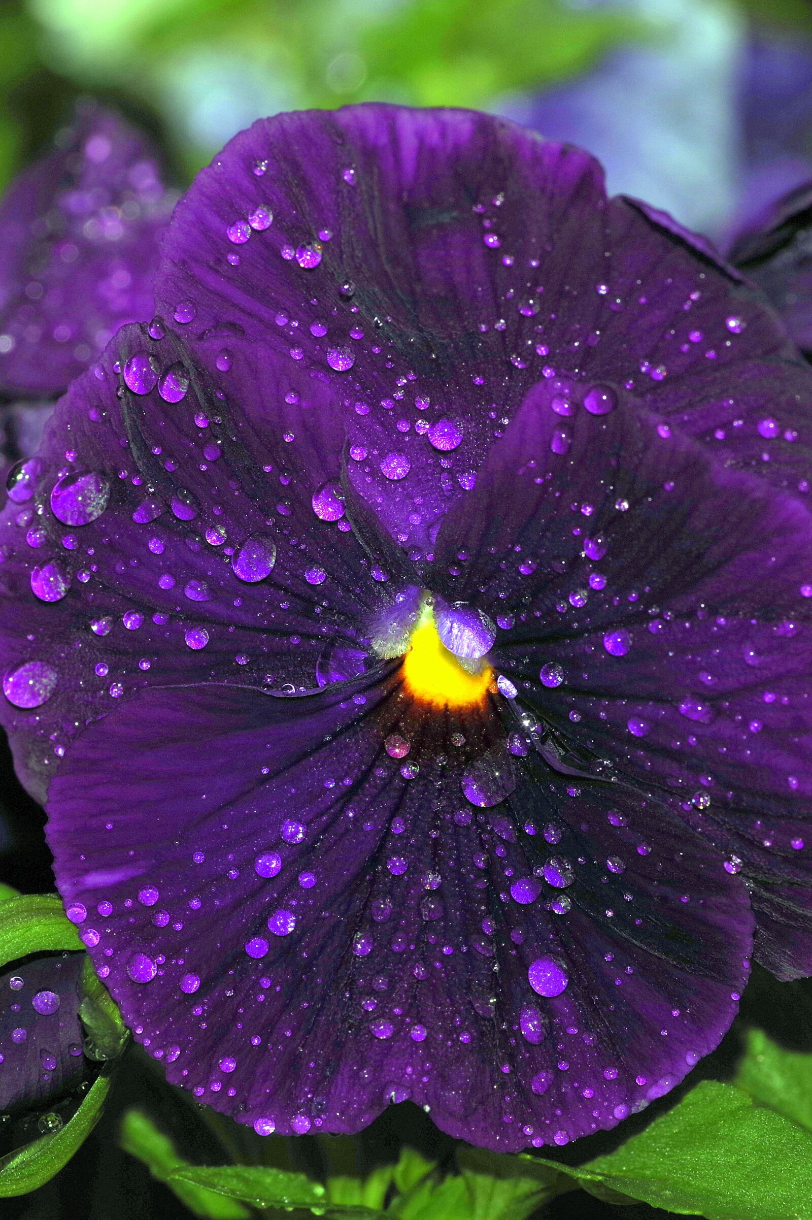Pentax K-S2 sample photo. Pansy, violet, rosa photography