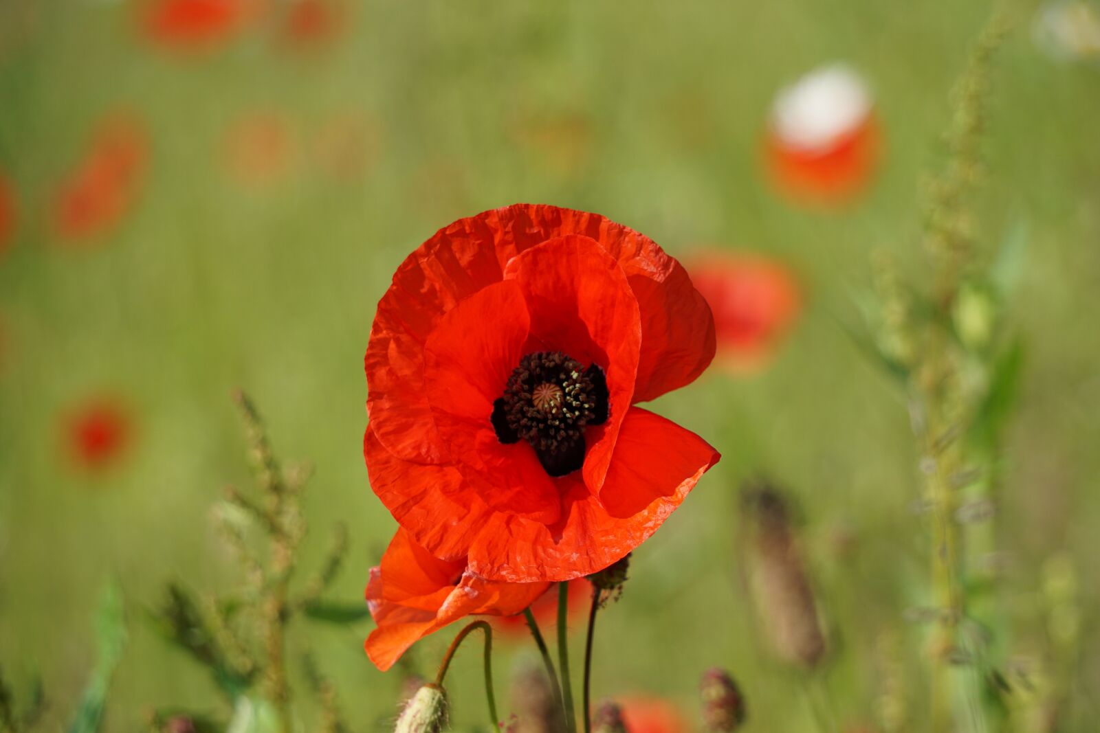 Sony E 55-210mm F4.5-6.3 OSS sample photo. Poppy, blossom, bloom photography