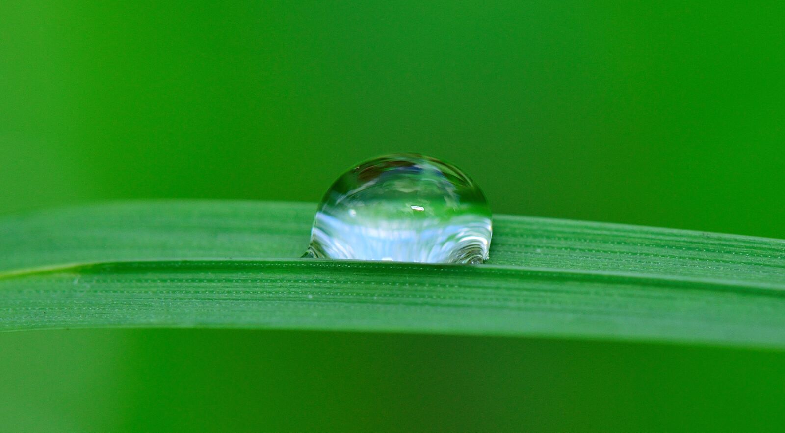 Nikon D5300 sample photo. Drop, water, grass photography