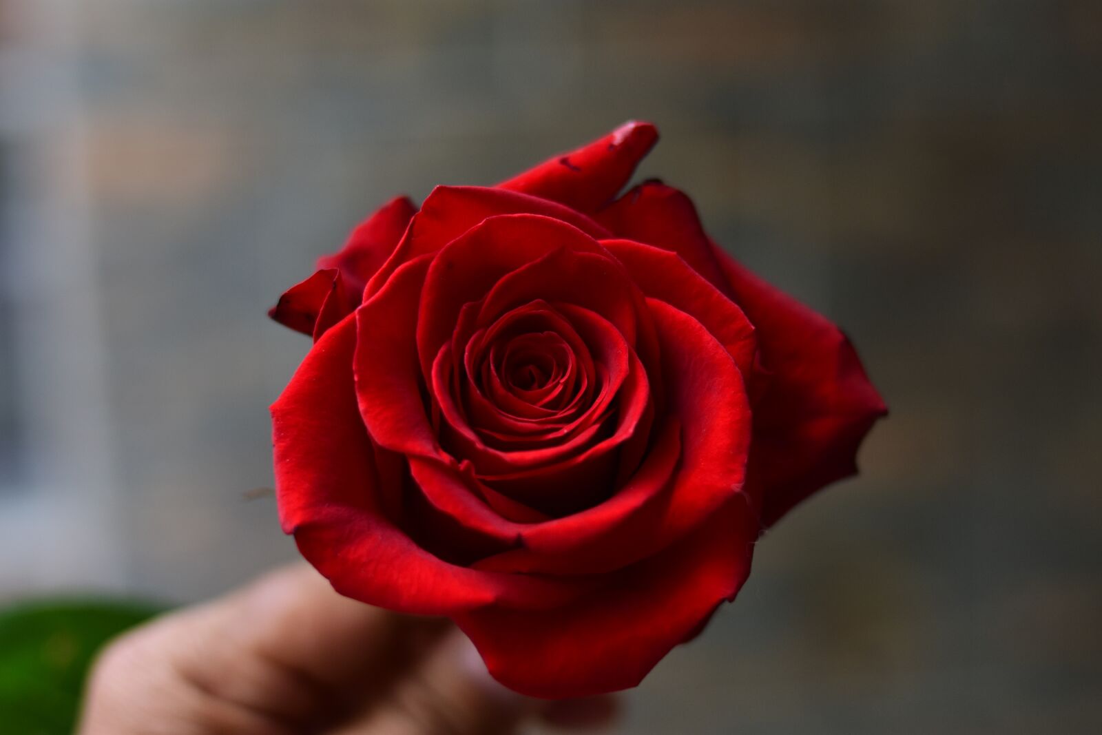 Nikon D3400 sample photo. Rosa, flower, petal photography
