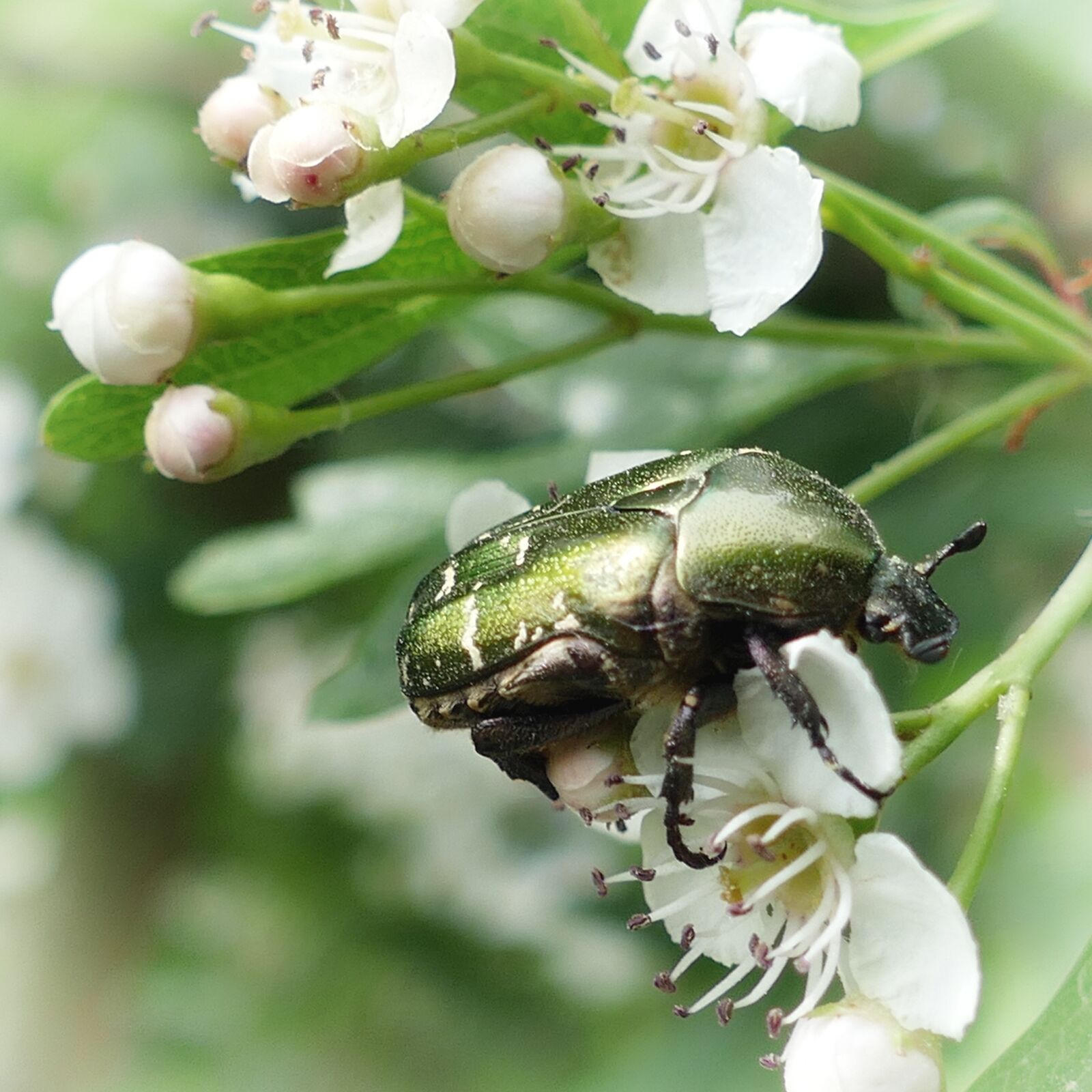 Panasonic Lumix DMC-FZ1000 sample photo. Beetle, rose beetle, insect photography