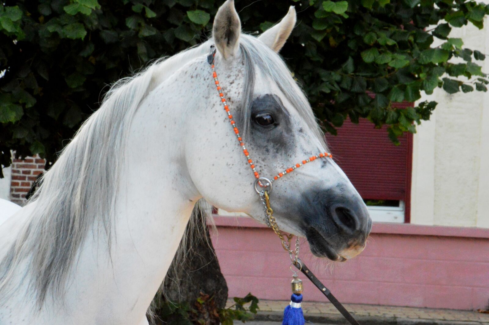 Nikon D3200 sample photo. Horse, horseback riding, riding photography