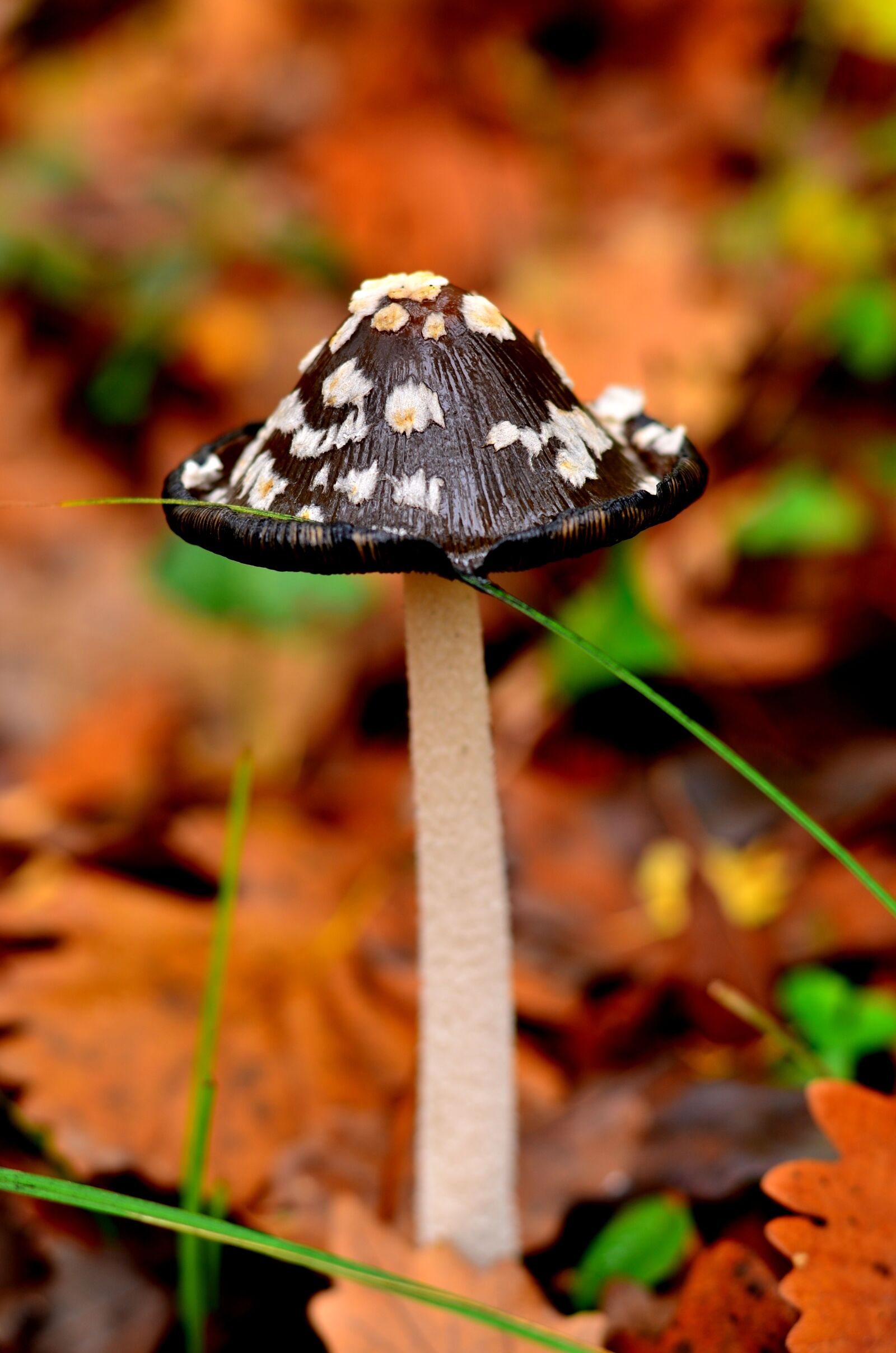 Nikon D5100 sample photo. Nature, mushroom, thrace photography