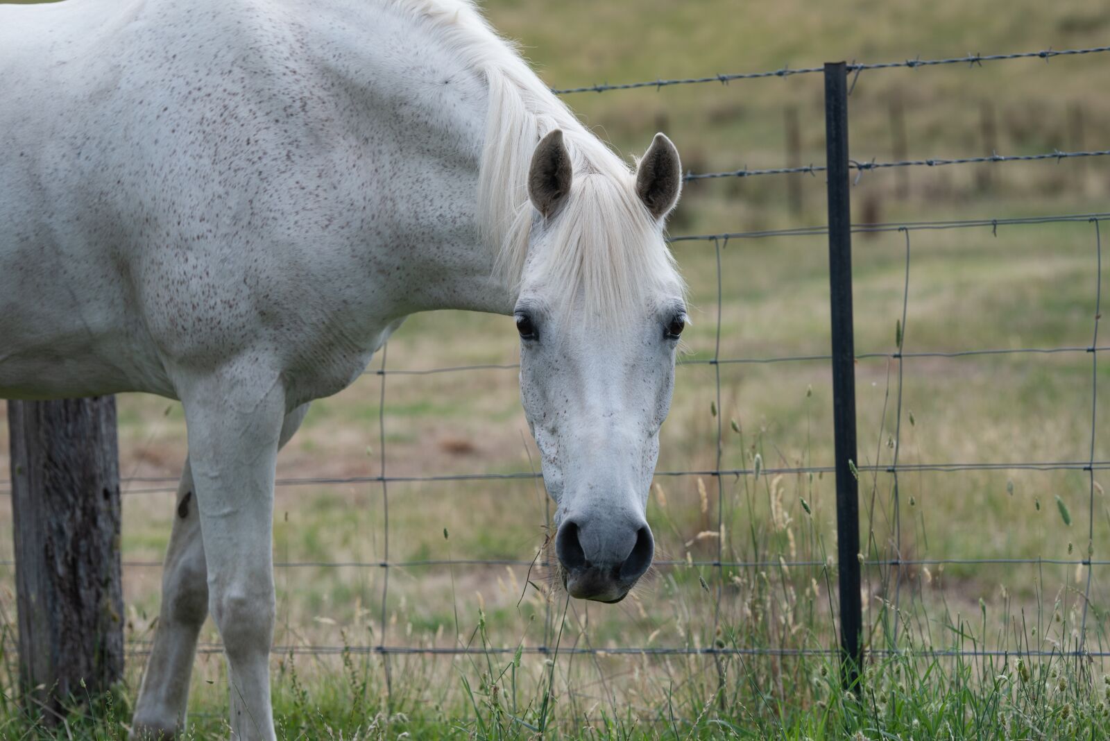 Nikon D750 sample photo. Horse, pony, equine photography