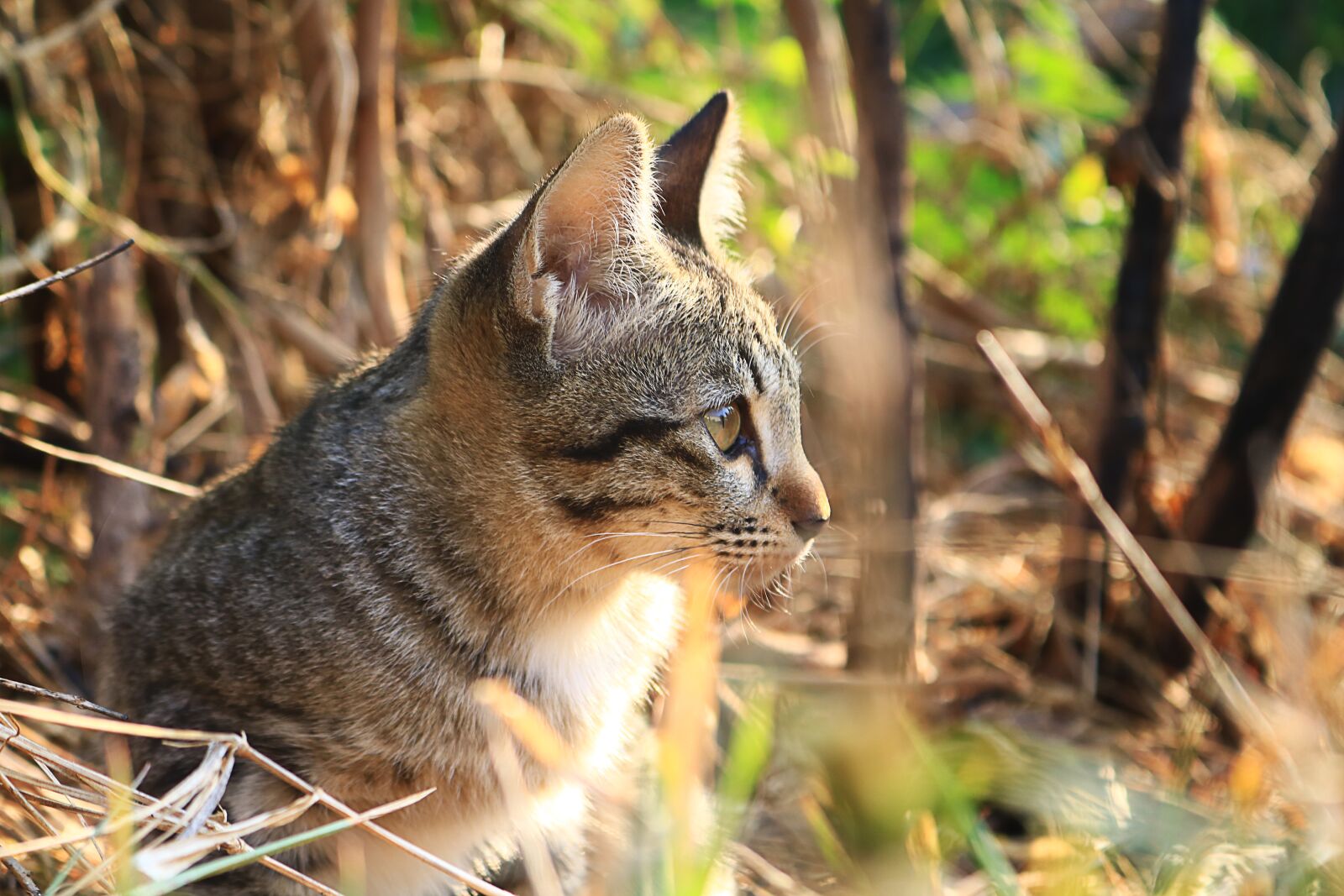 Canon EOS 750D (EOS Rebel T6i / EOS Kiss X8i) sample photo. Cat, eyes, face photography