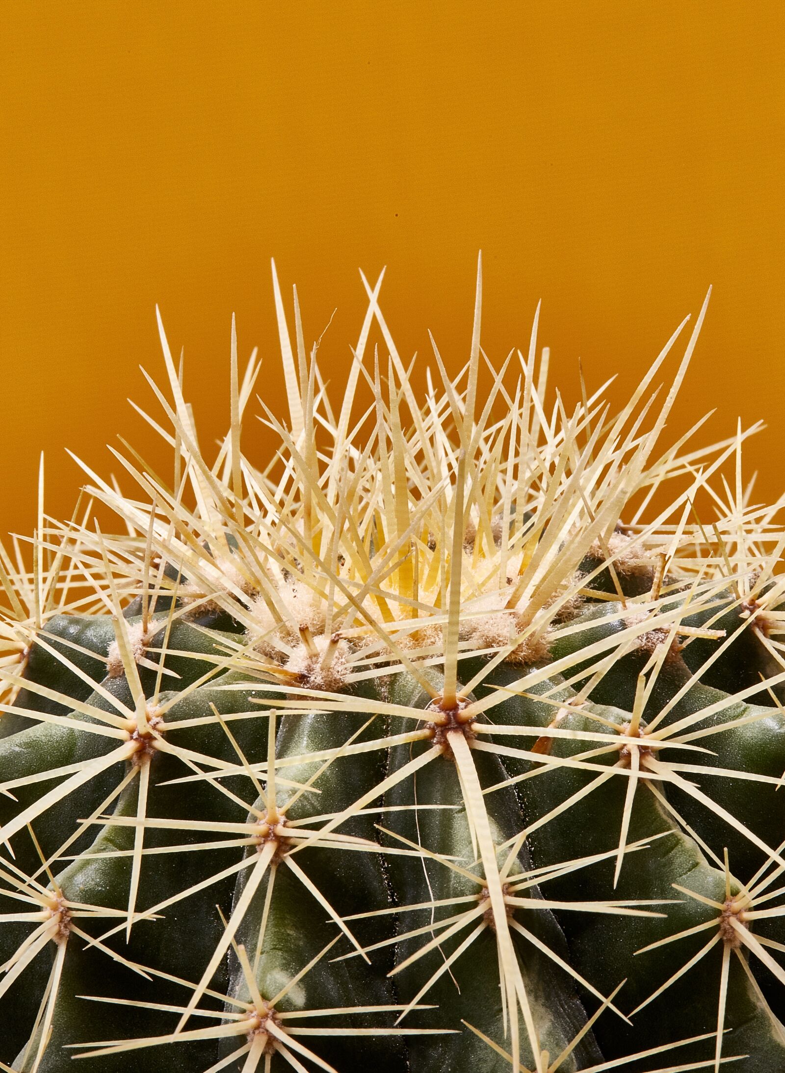 Canon EOS 5D Mark III + Canon EF 100mm F2.8L Macro IS USM sample photo. Cactus, nature, thorns photography