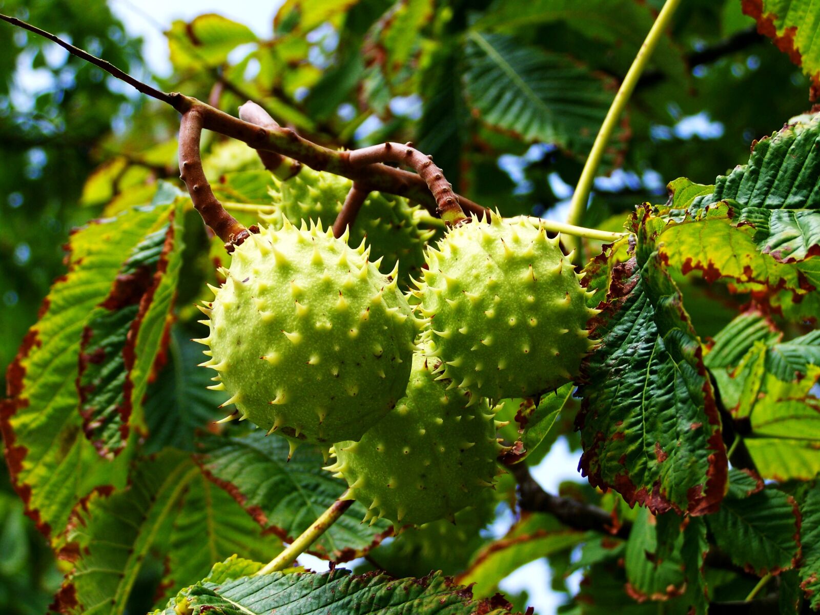 Kodak EASYSHARE ZD710 ZOOM DIGITAL CAMERA sample photo. Horse chestnut, fall harvest photography